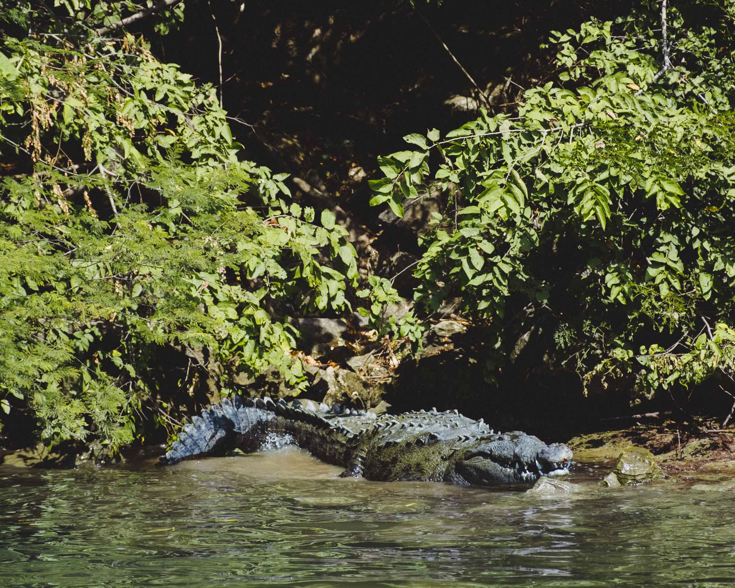 Crocodile on the banks of the Sumidero Canyon