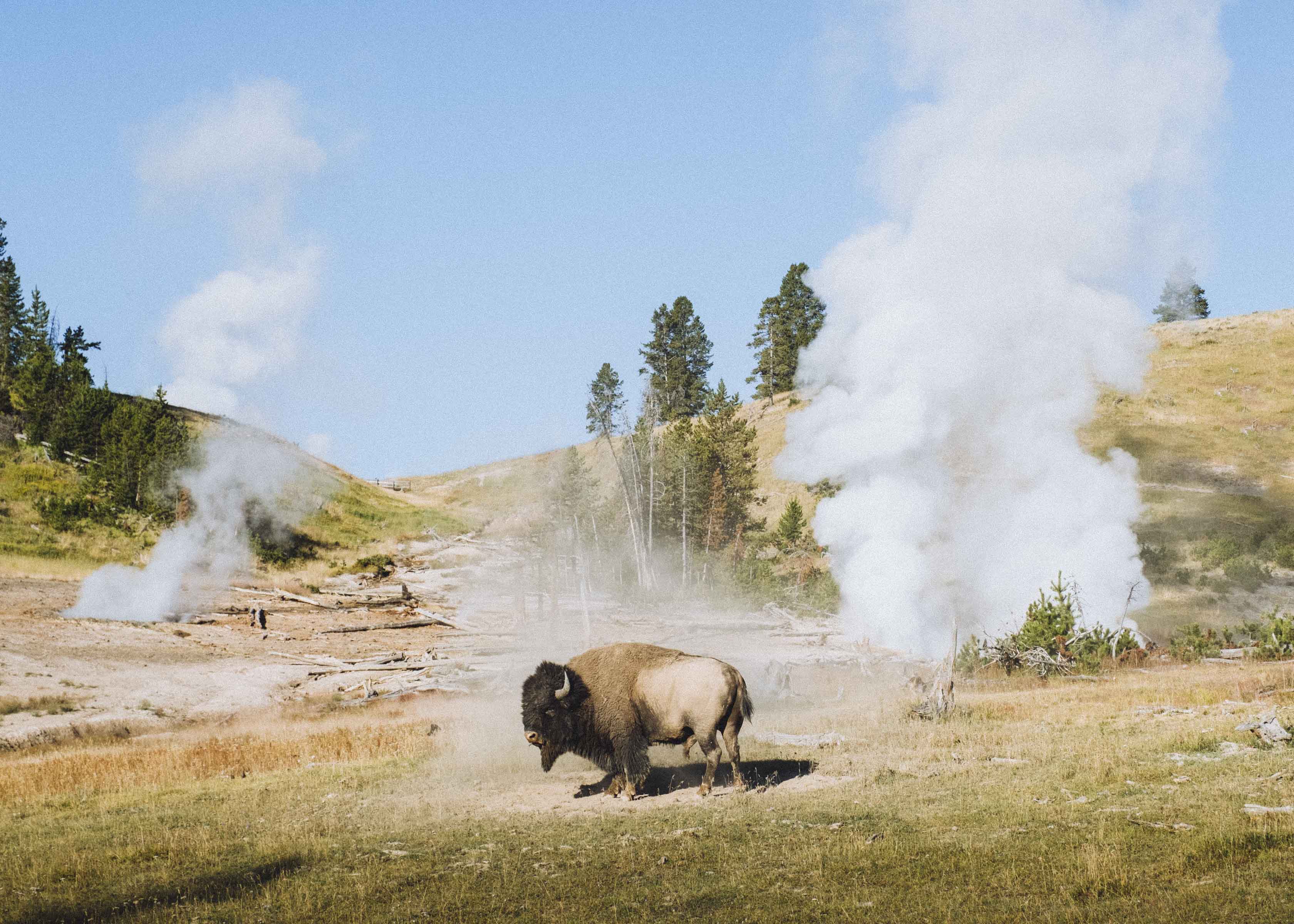 Bison surrounded by steam vents in Yellowstone National Park