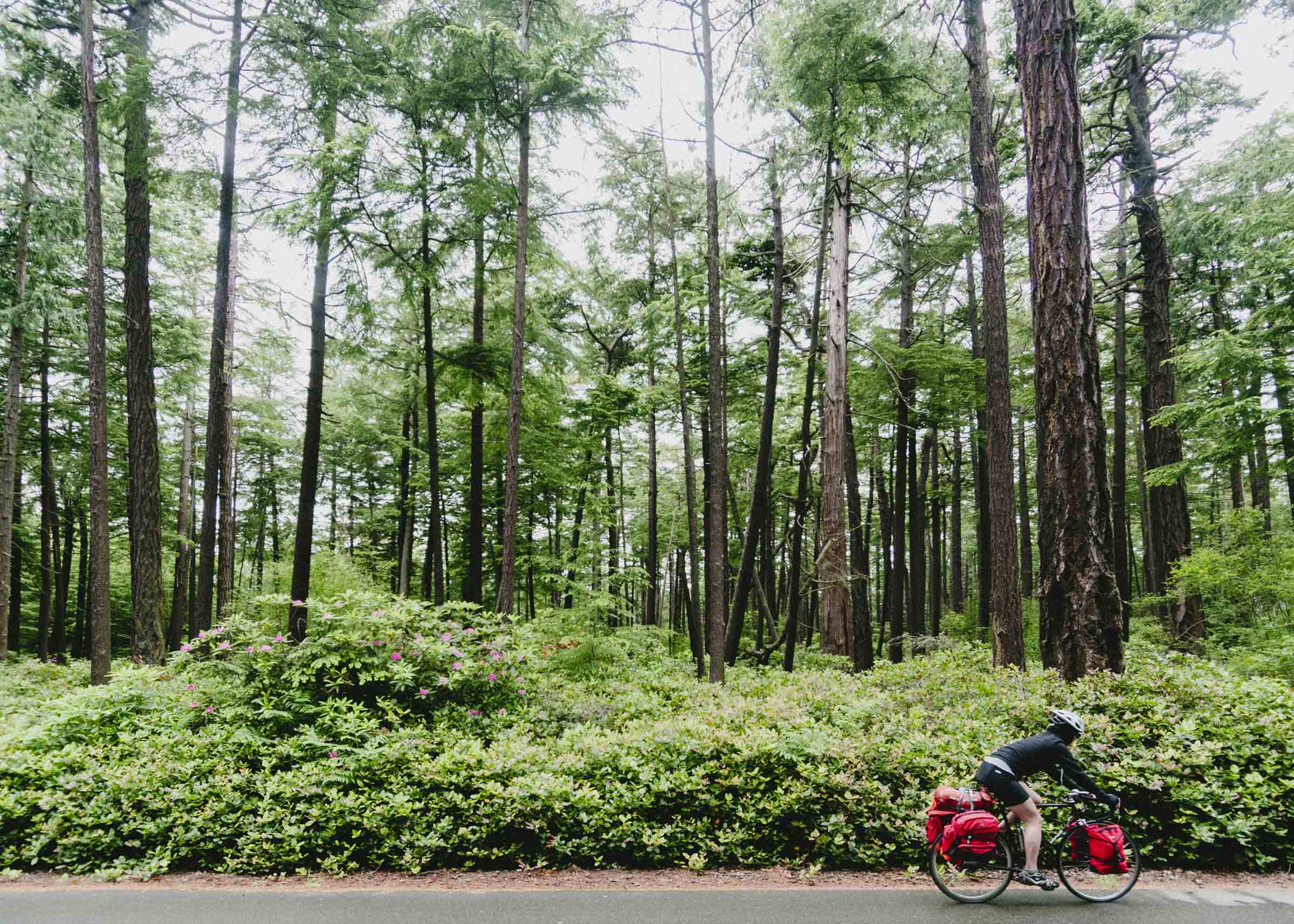 Riding through rhododendron forest in Washington