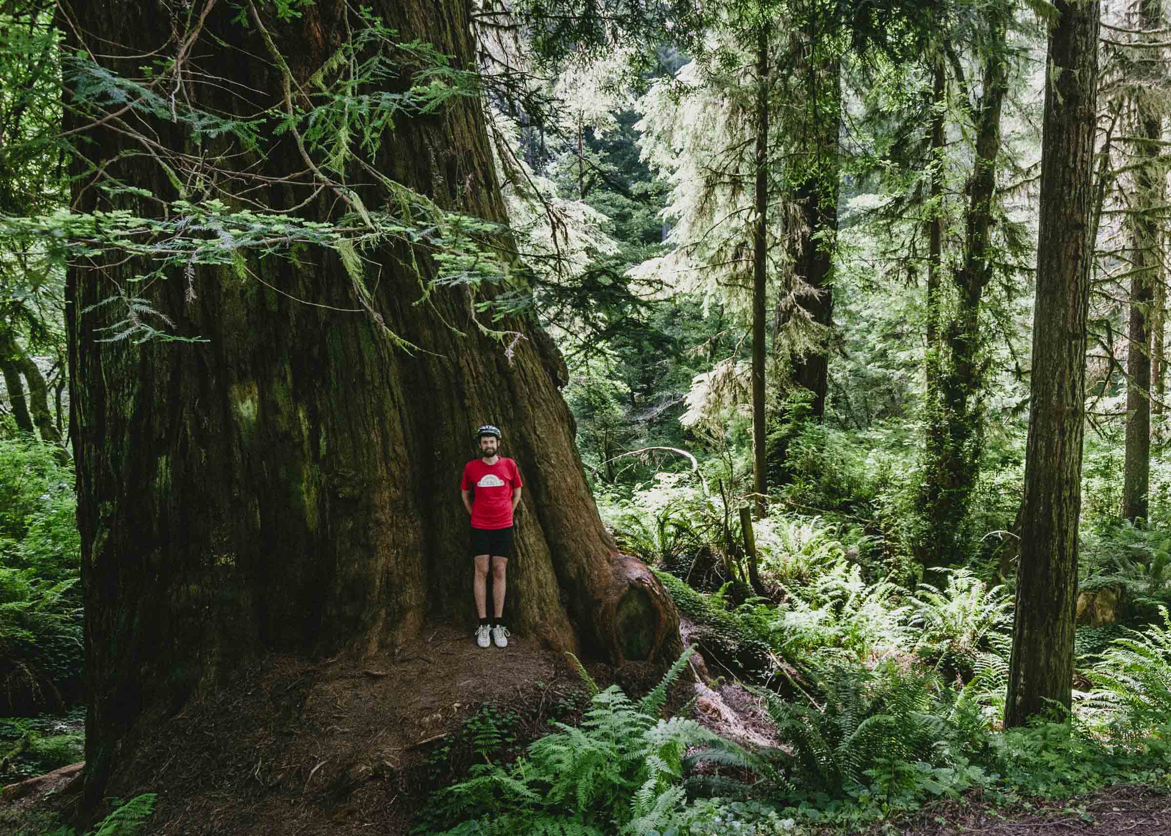 Posing beside a redwood giant in California