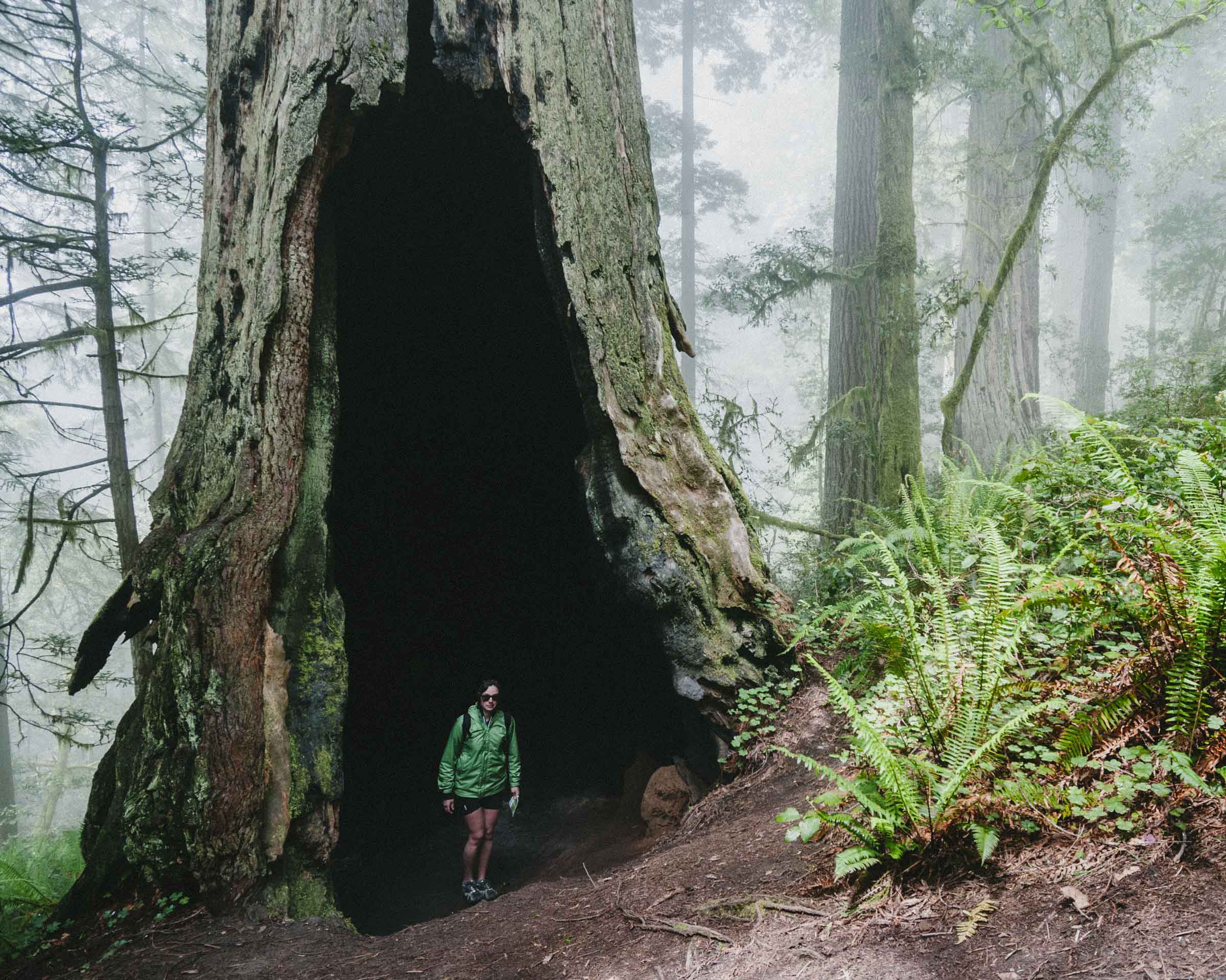 Inside a giant hollow tree