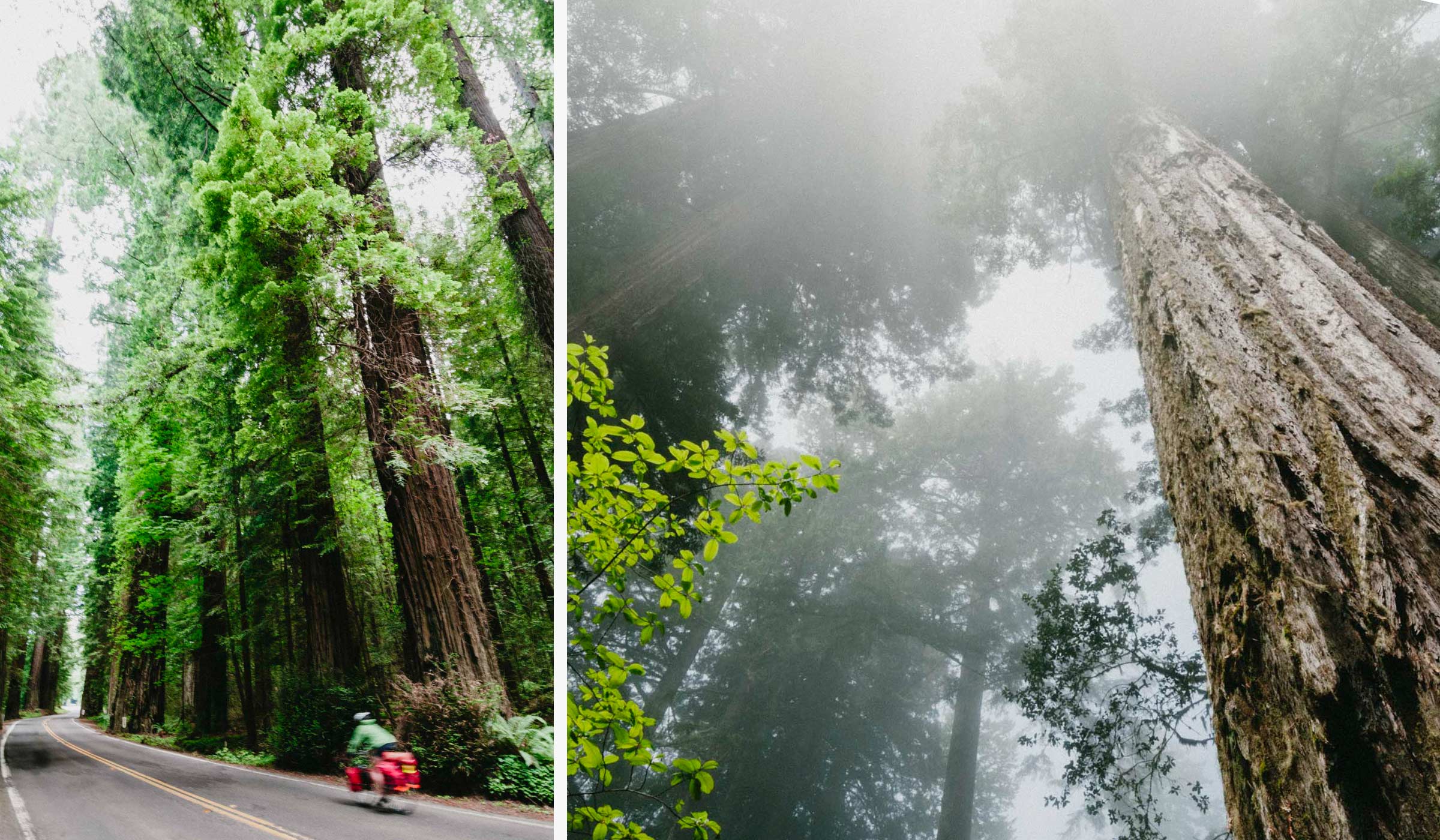 The redwood forests