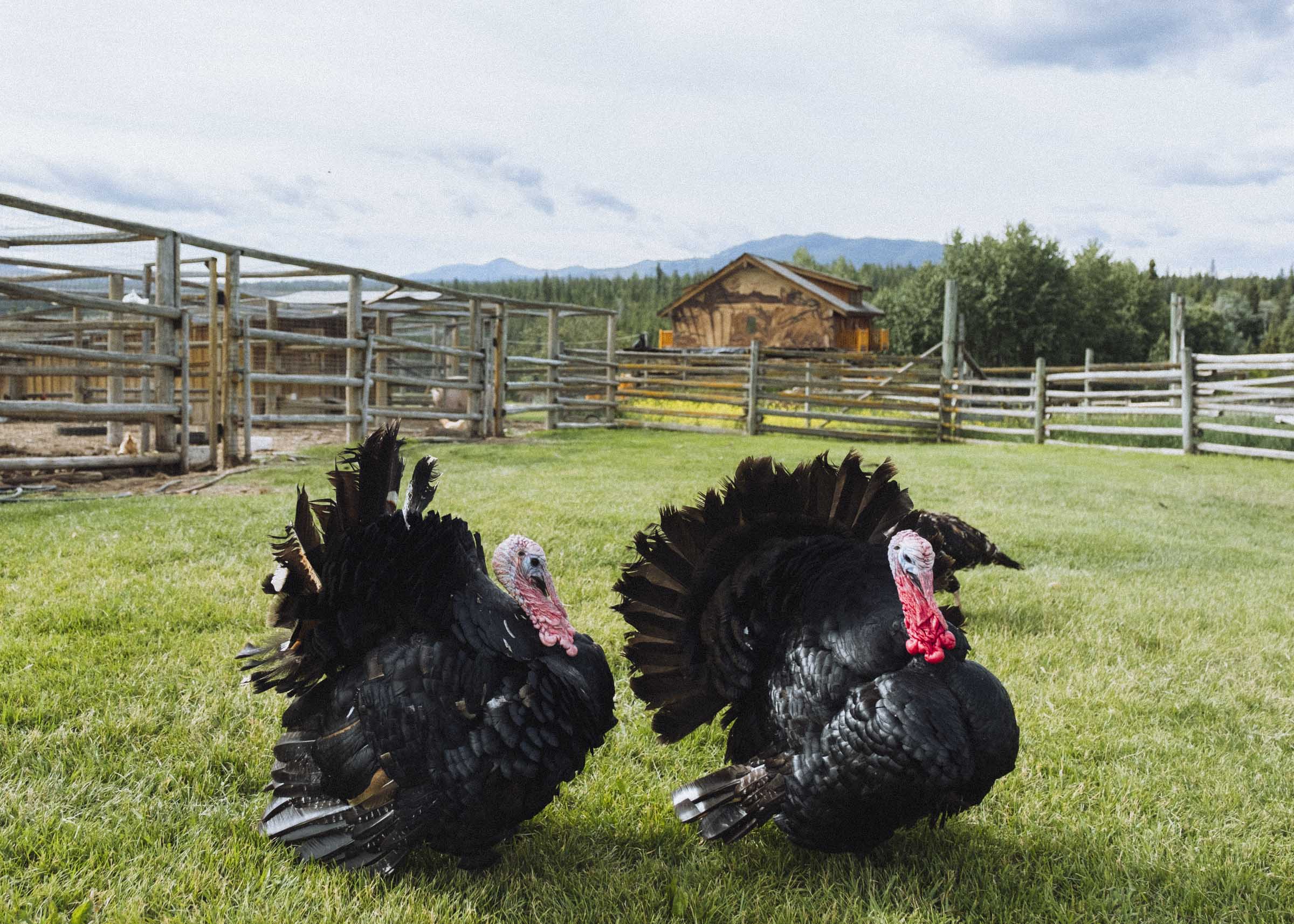 Two turkeys running the place