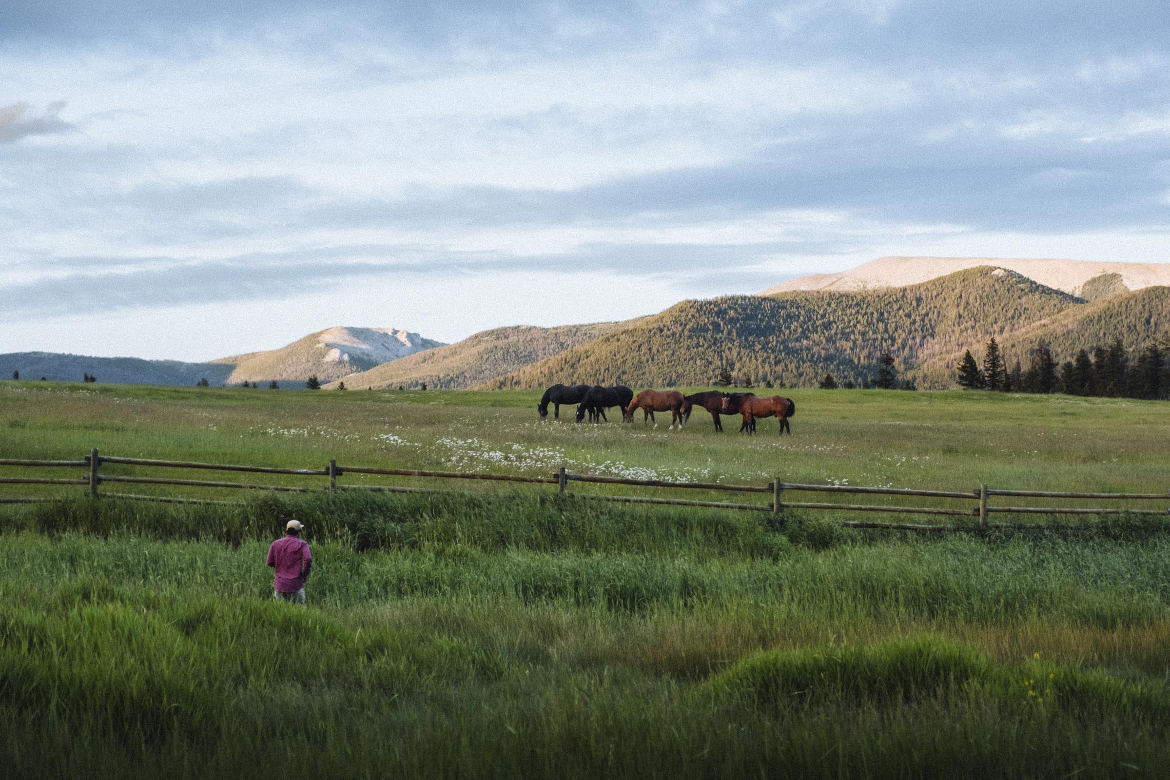 Horses in BC's vast Cariboo