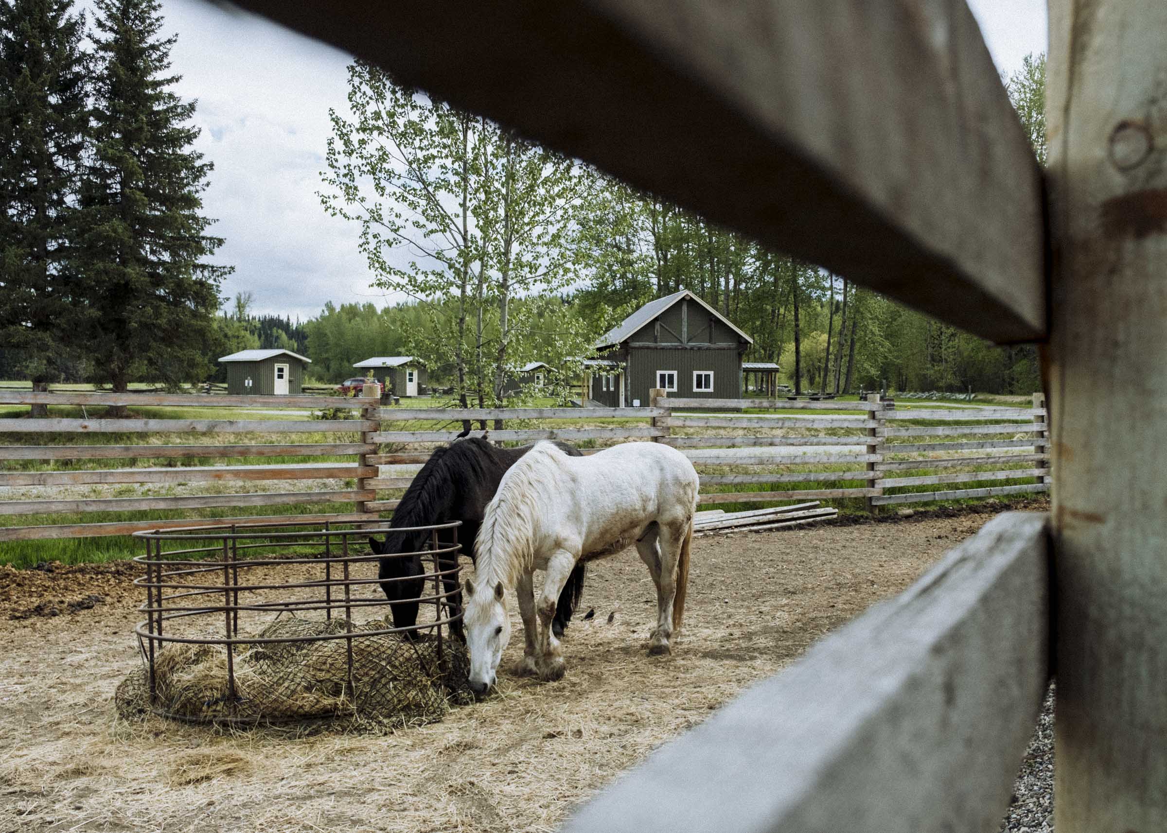 Horses at the Cottonwood House Historic Site