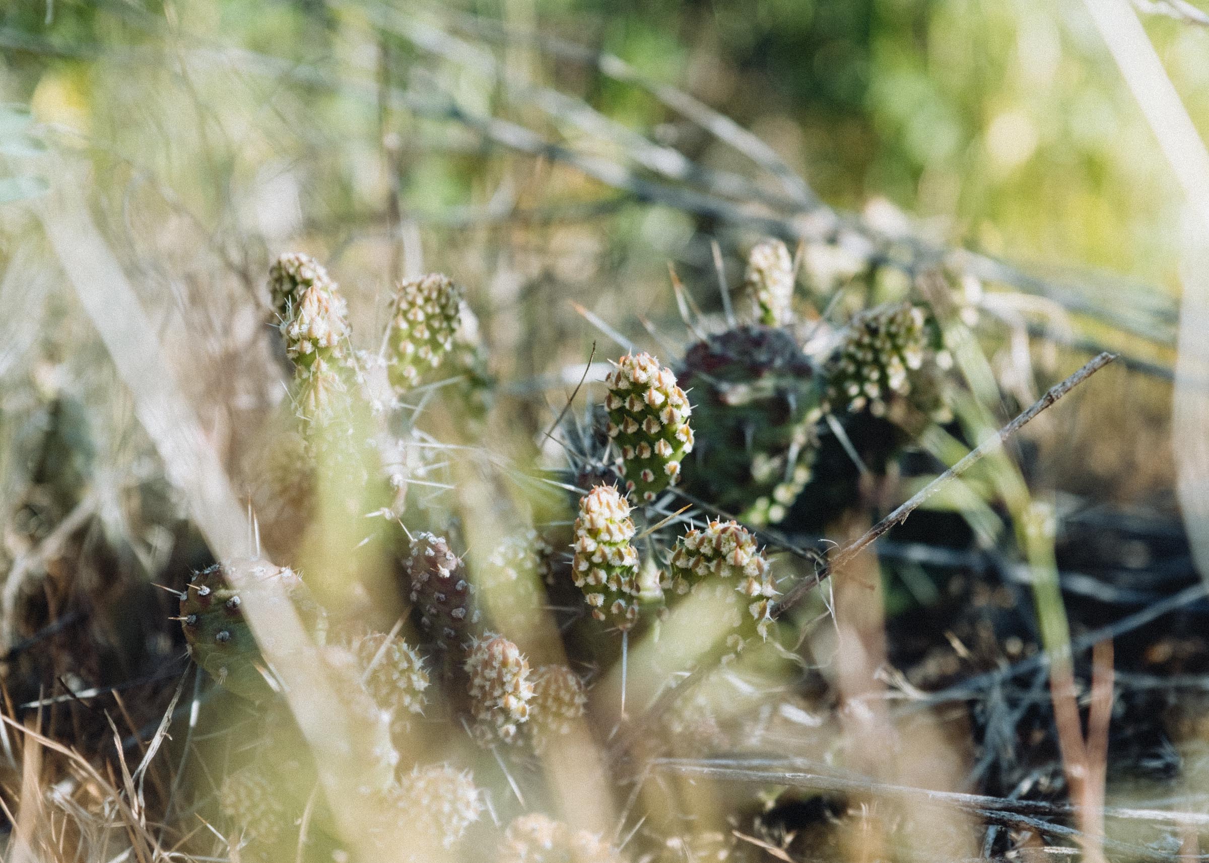Little cacti in the hot canyon sun