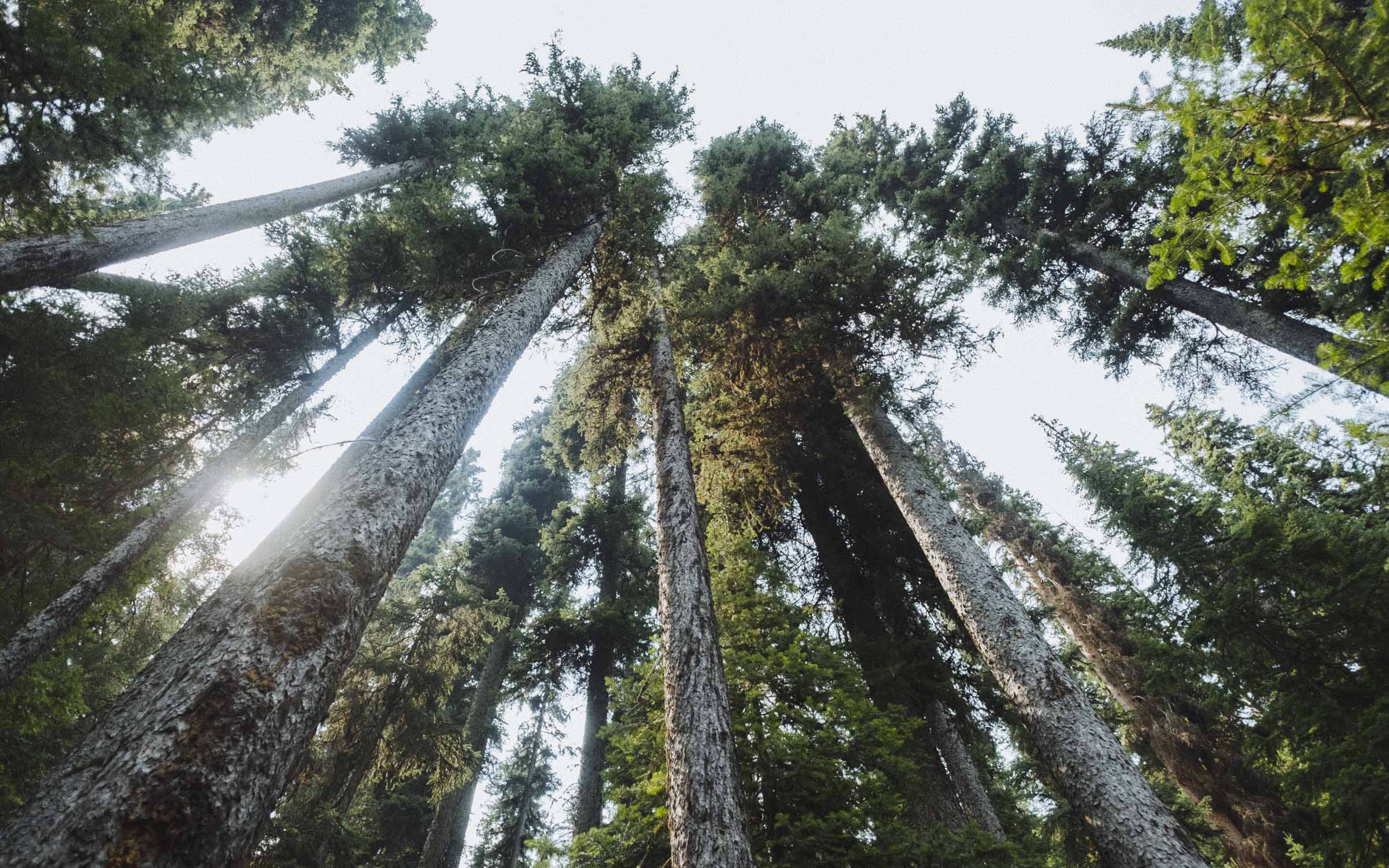 Hiking through the forests of BC