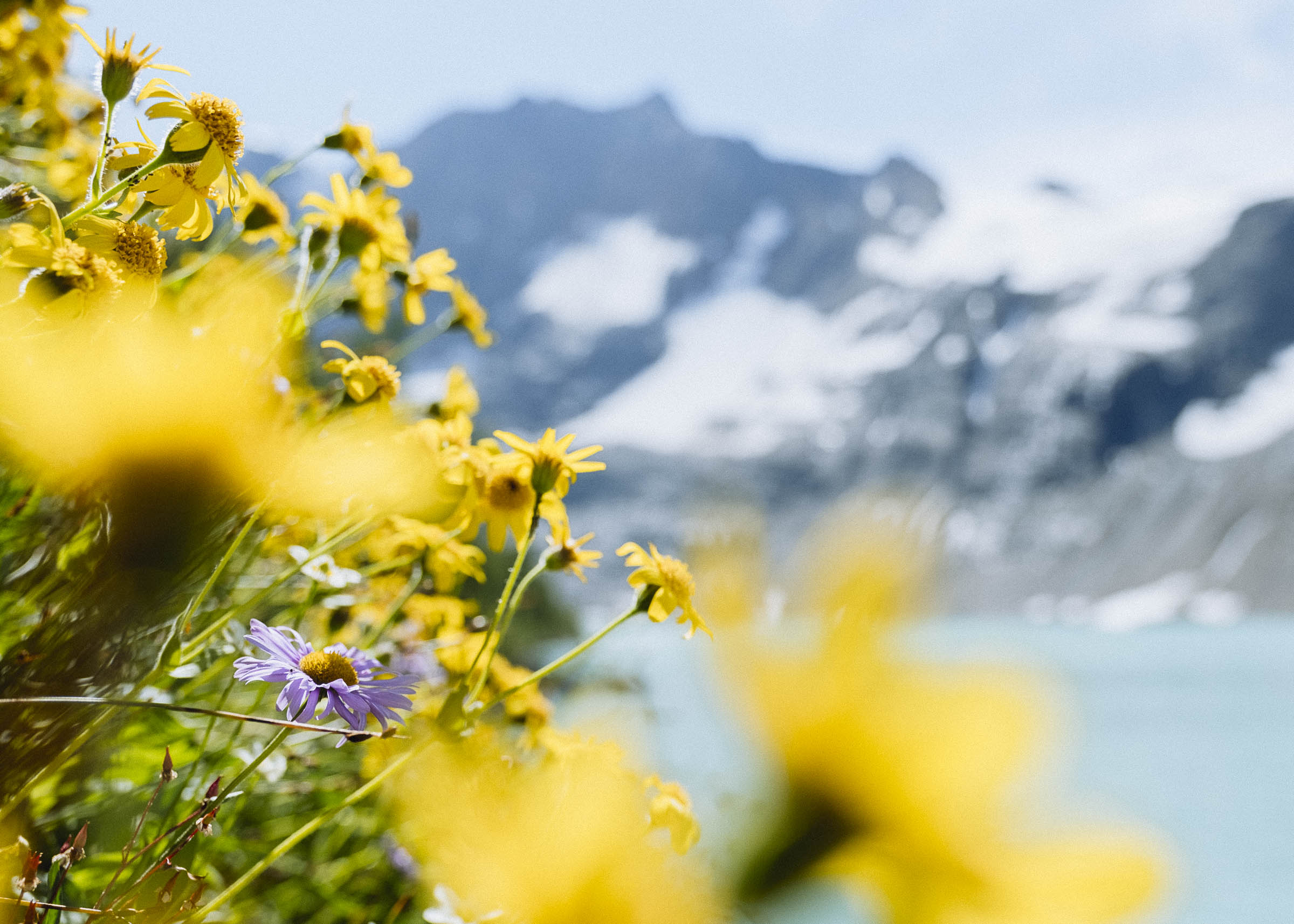 Alpine flowers on the shore of Lake of the Hanging Glacier