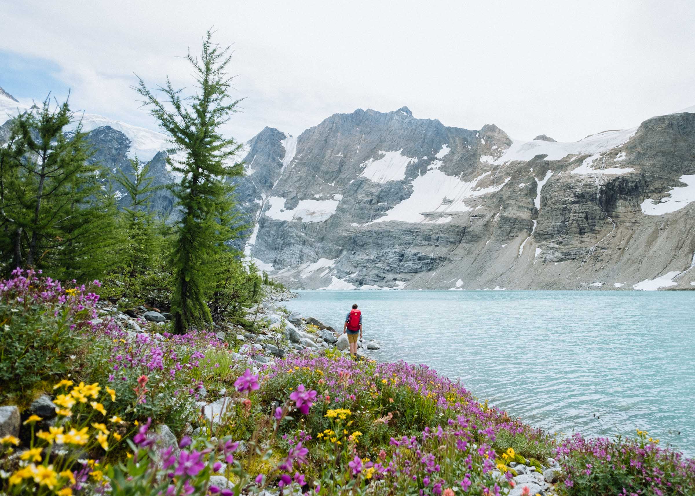 Larch meadows and wildflowers on the shores of Lake of the Hanging Glacier
