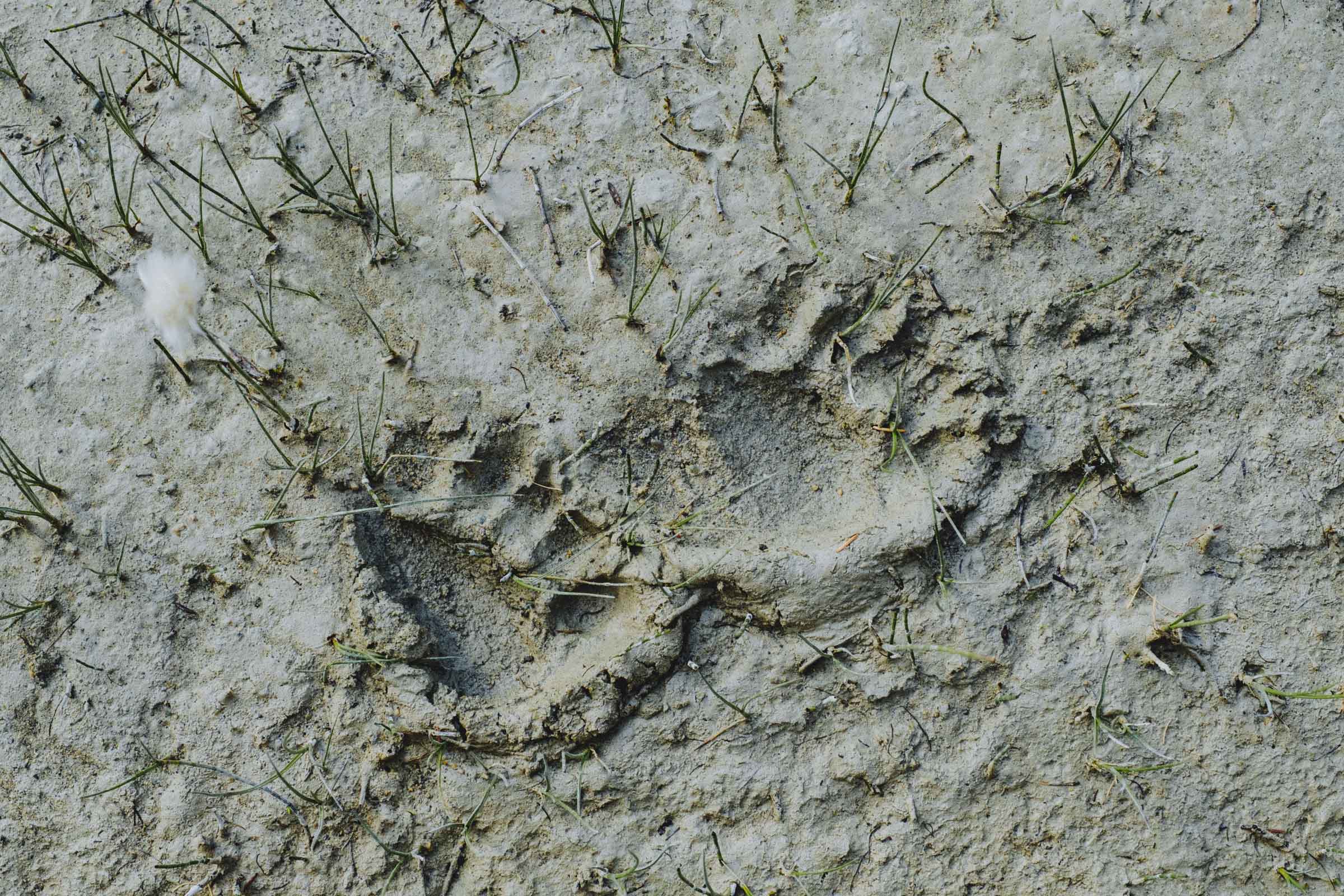 Bear footprints in the lakeshore