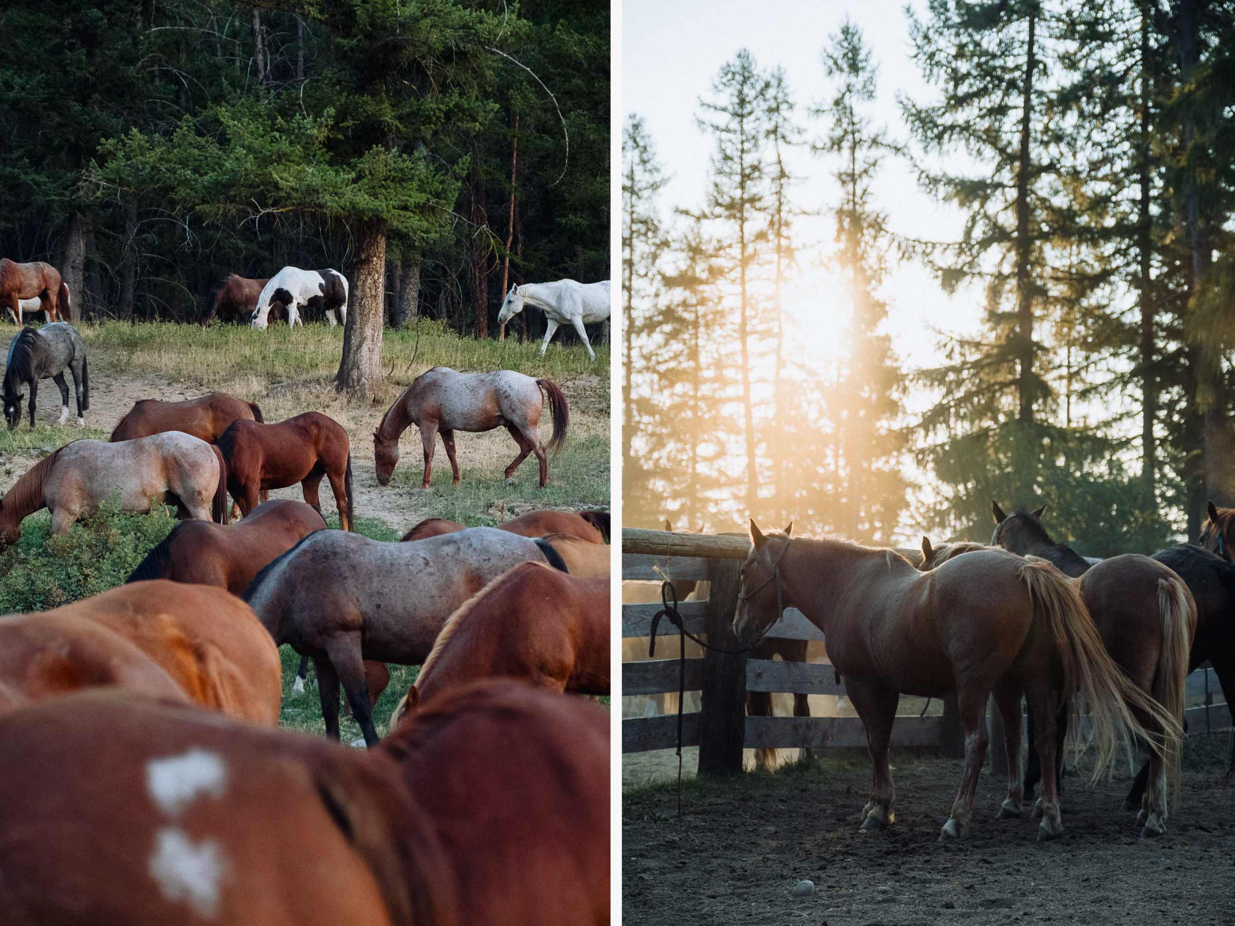 Horses at the Three Bars Ranch, BC