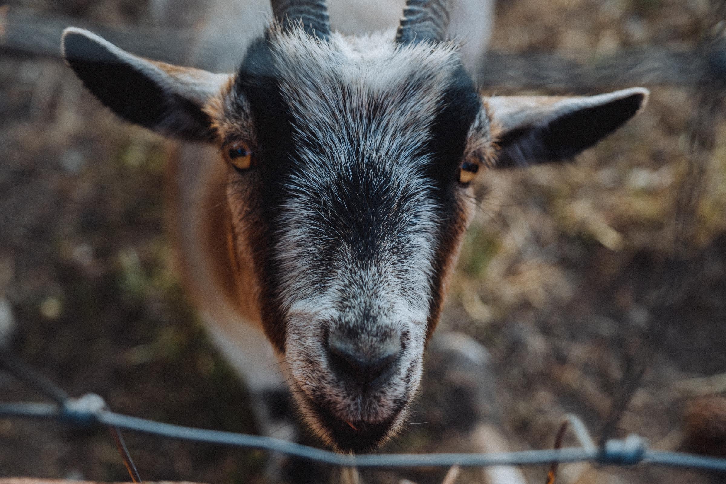 Friendly farmyard goat