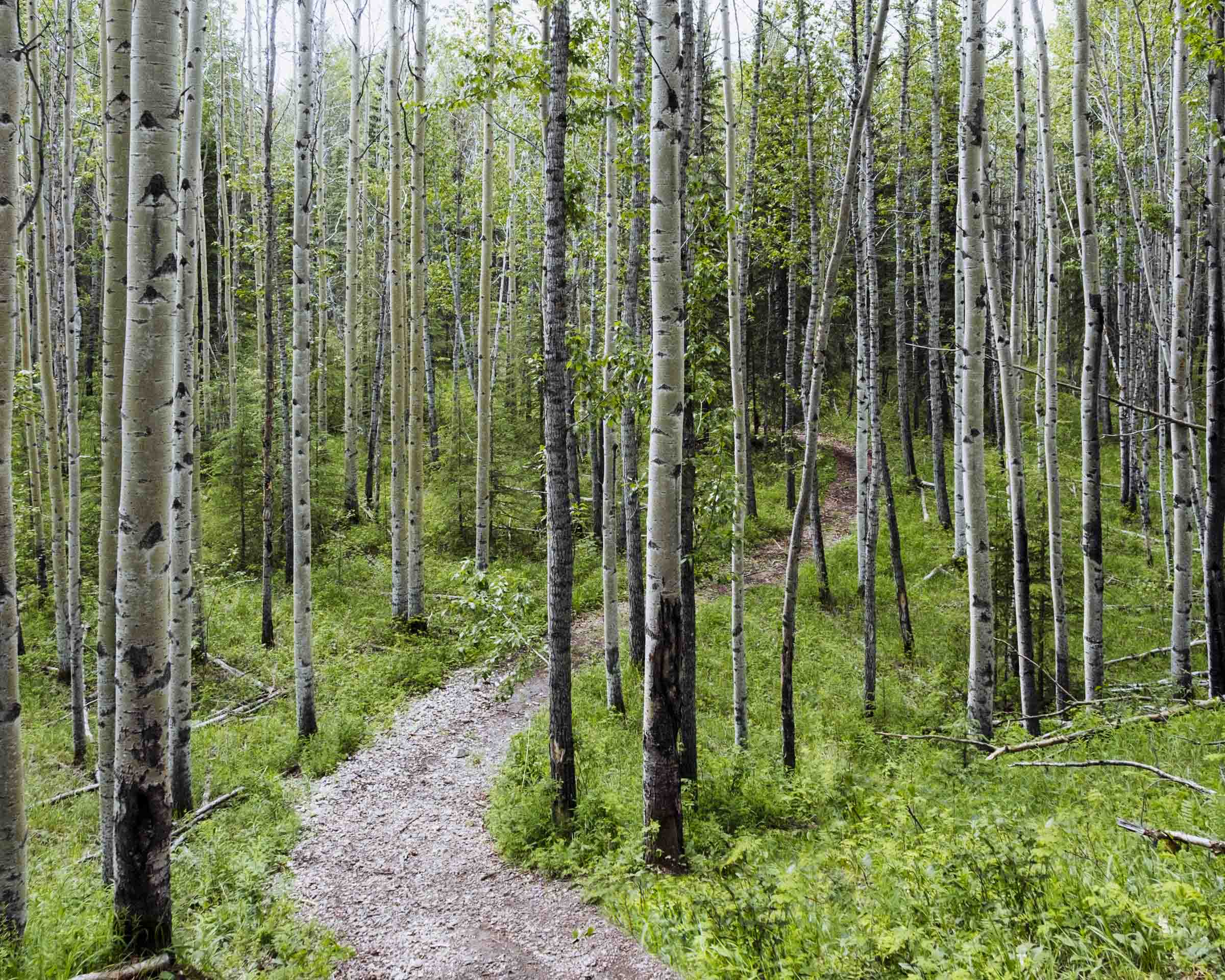 Hiking through aspen forests