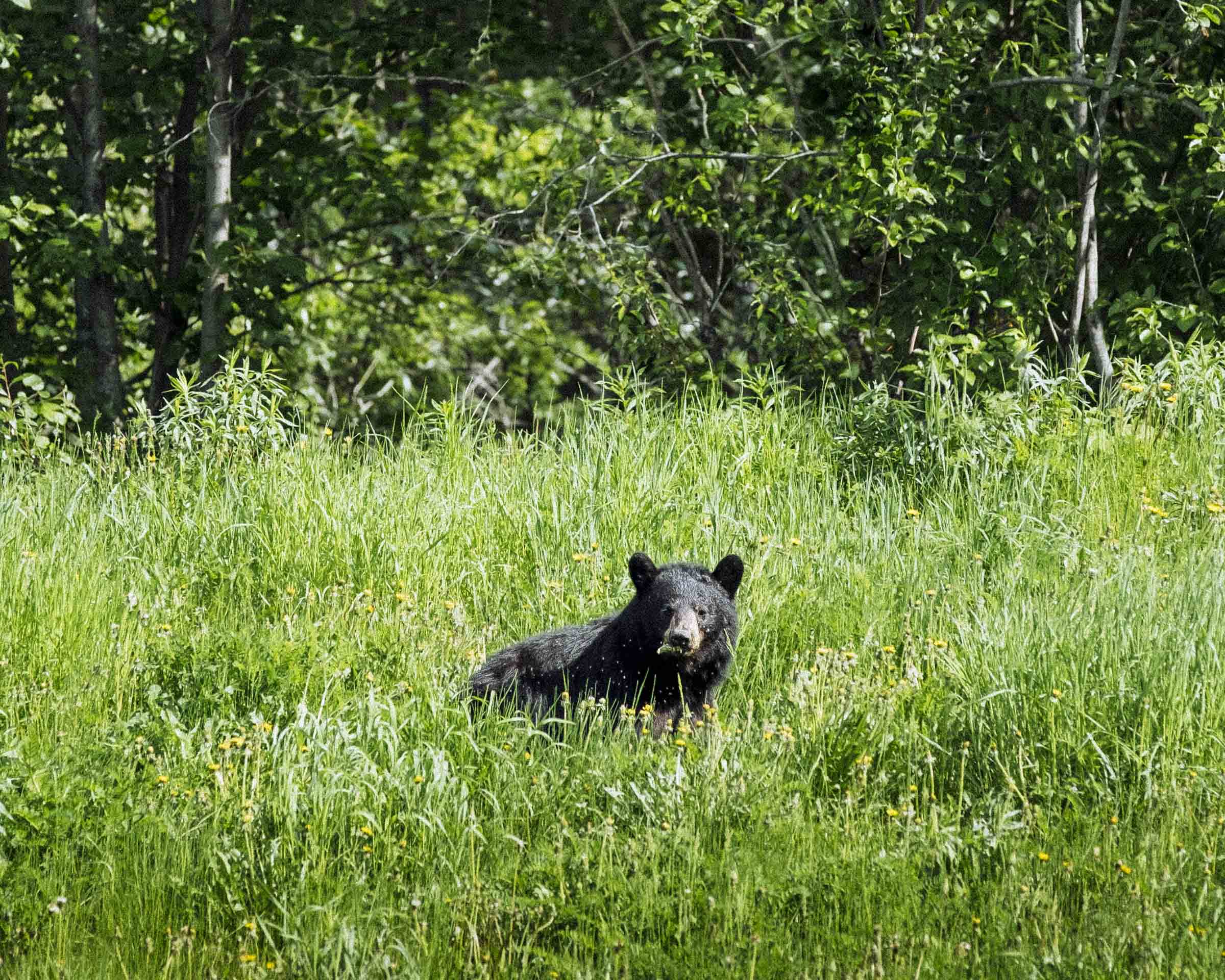 Bear eating dandelion greens in Northern BC