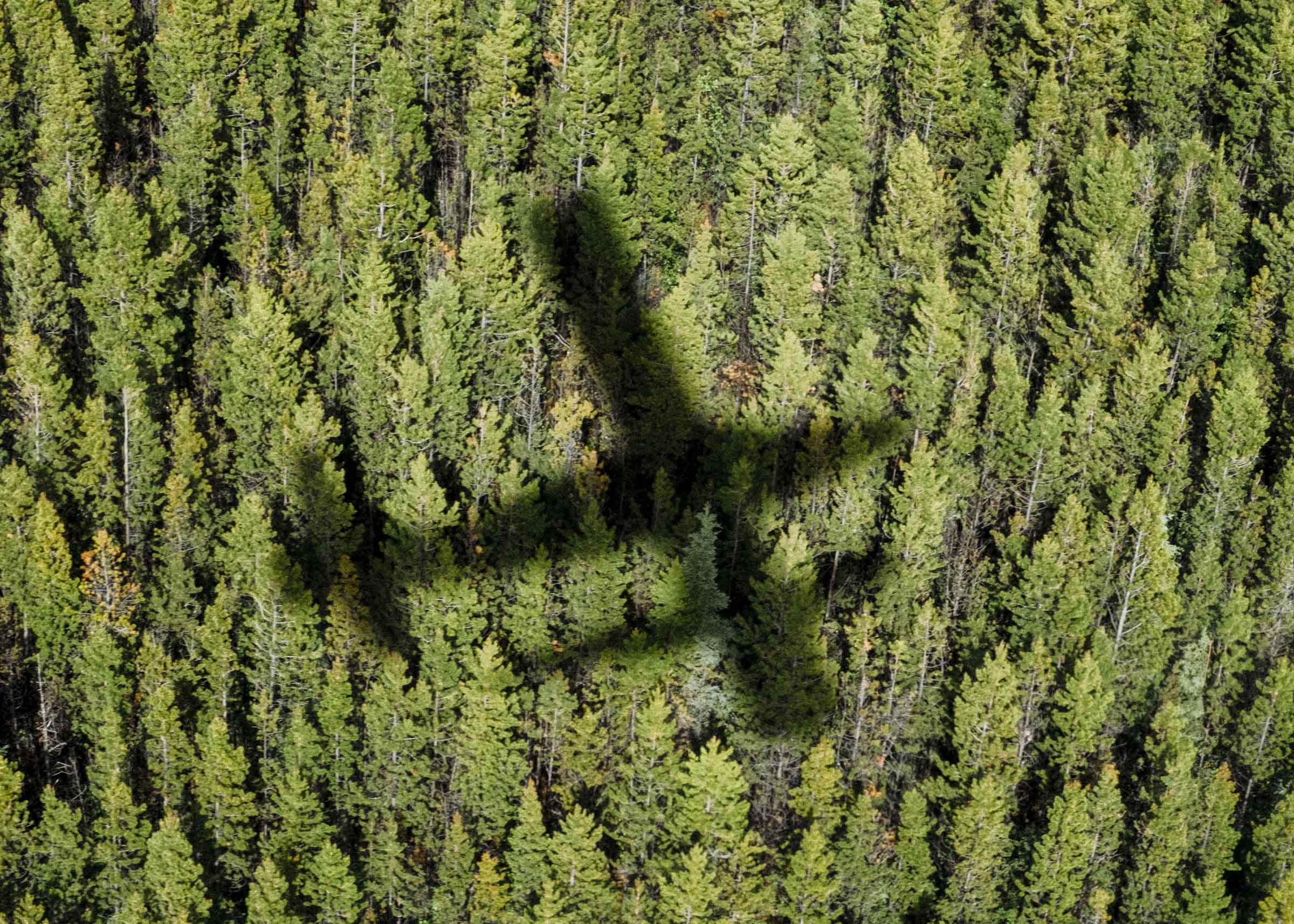 Flying over the pine forests