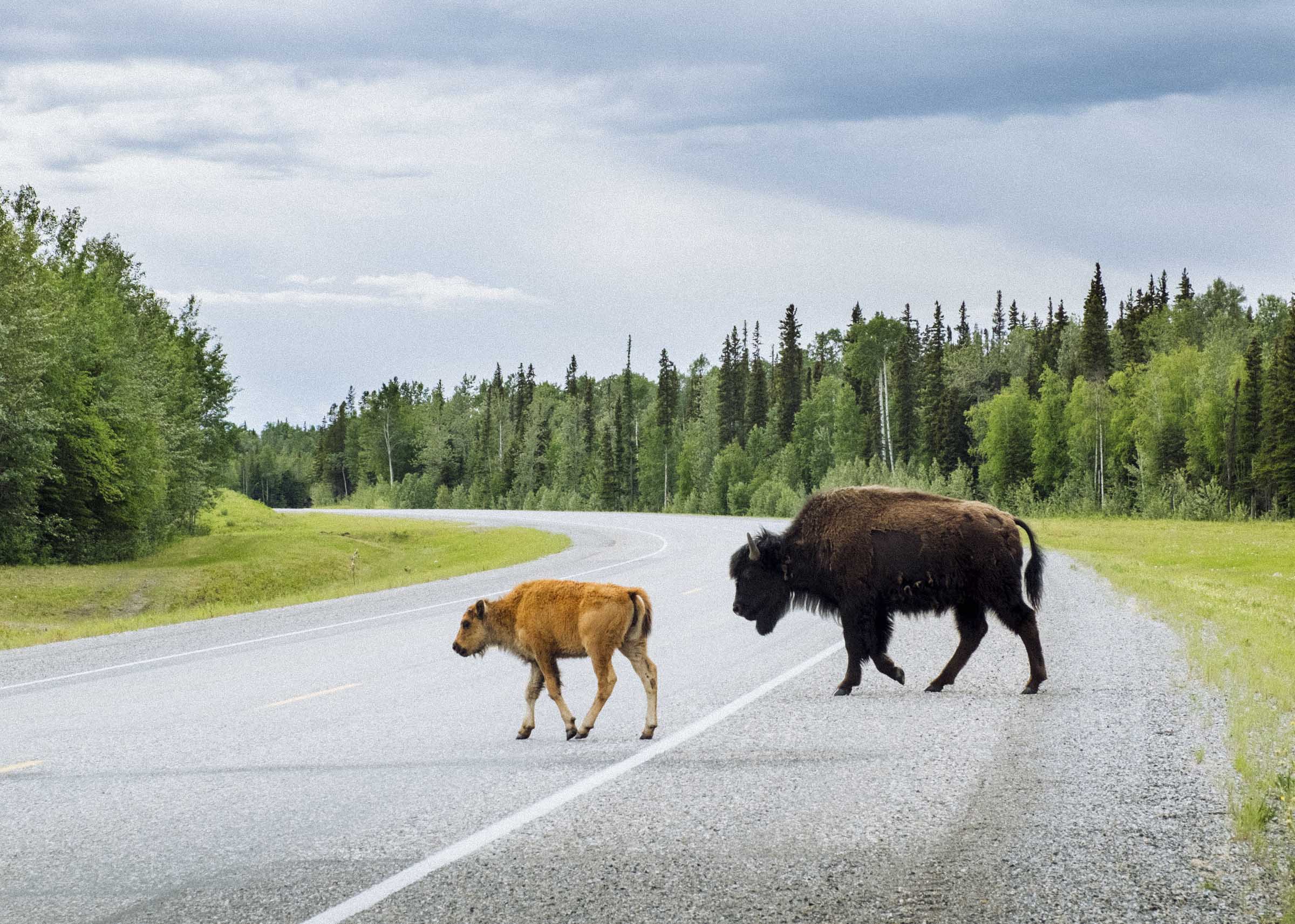 Buffalo crossing the road near Liard, BC