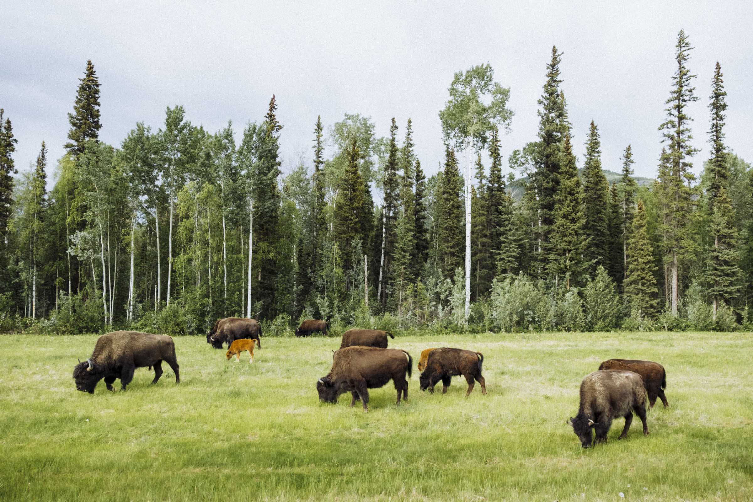 Buffalo grazing near the Alaska Hwy, Liard River