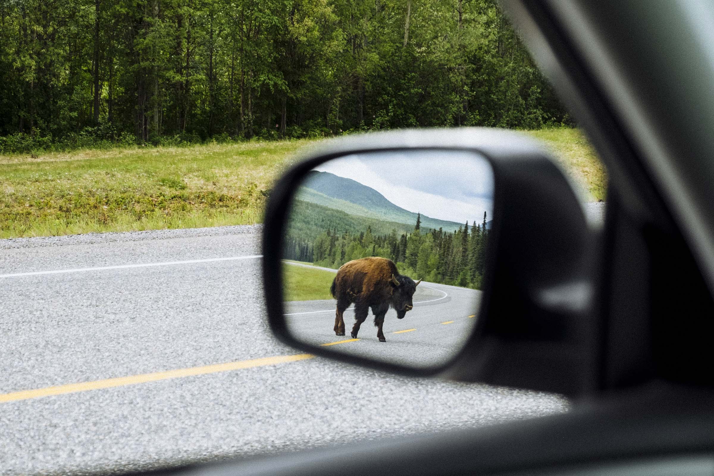 Wood bison cross the road on the Alaska Hwy