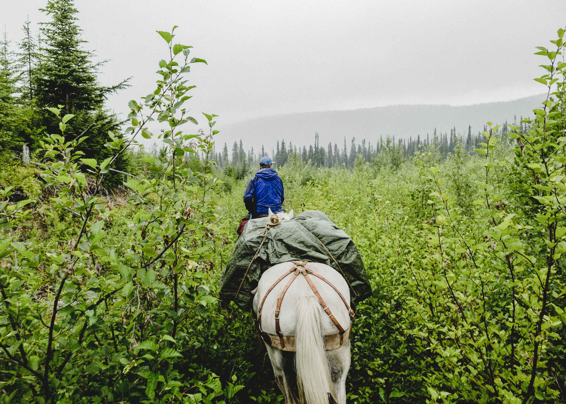 Horsepacking through the alder thickets