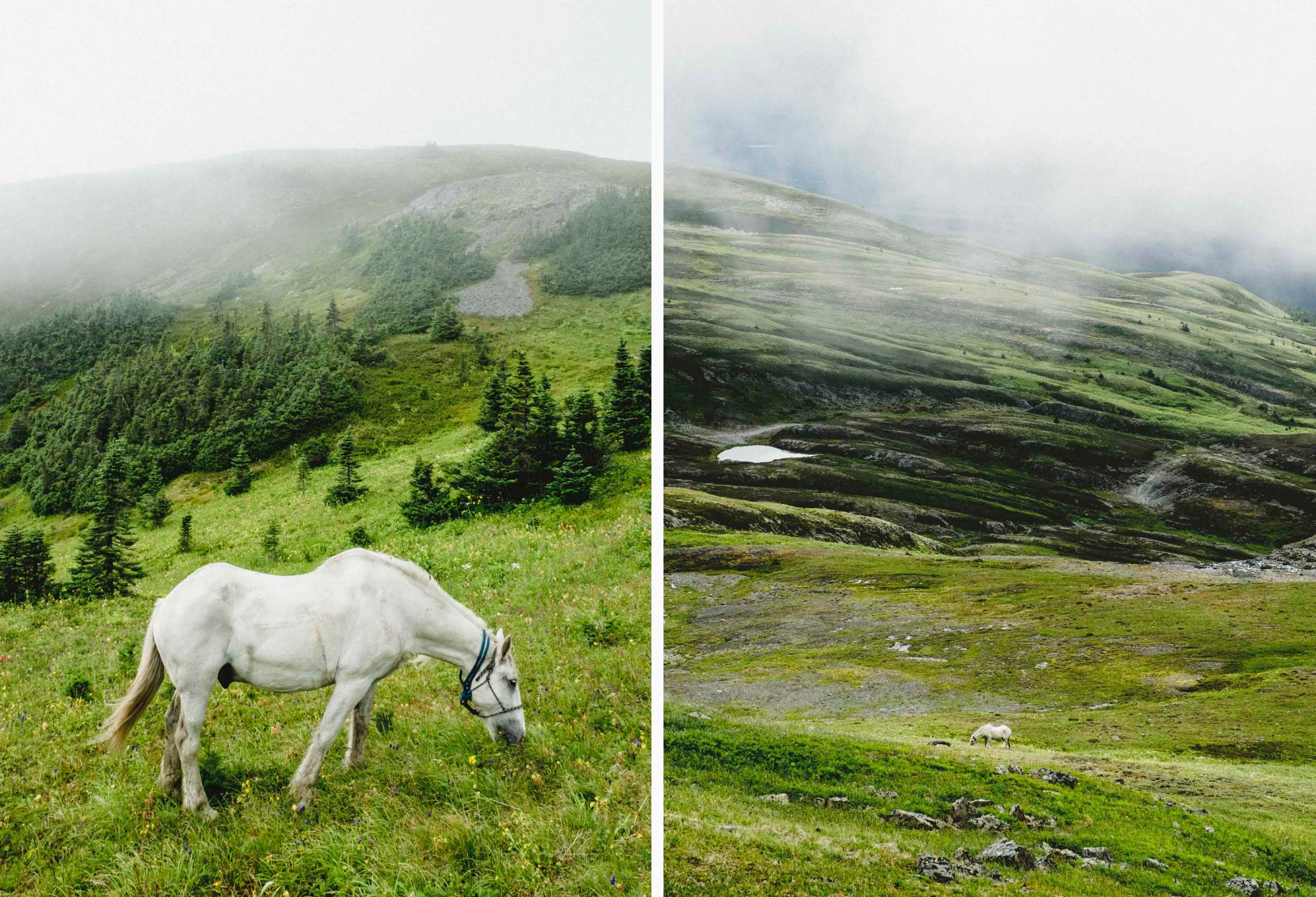Horses in the rolling mountain meadows of Northern BC