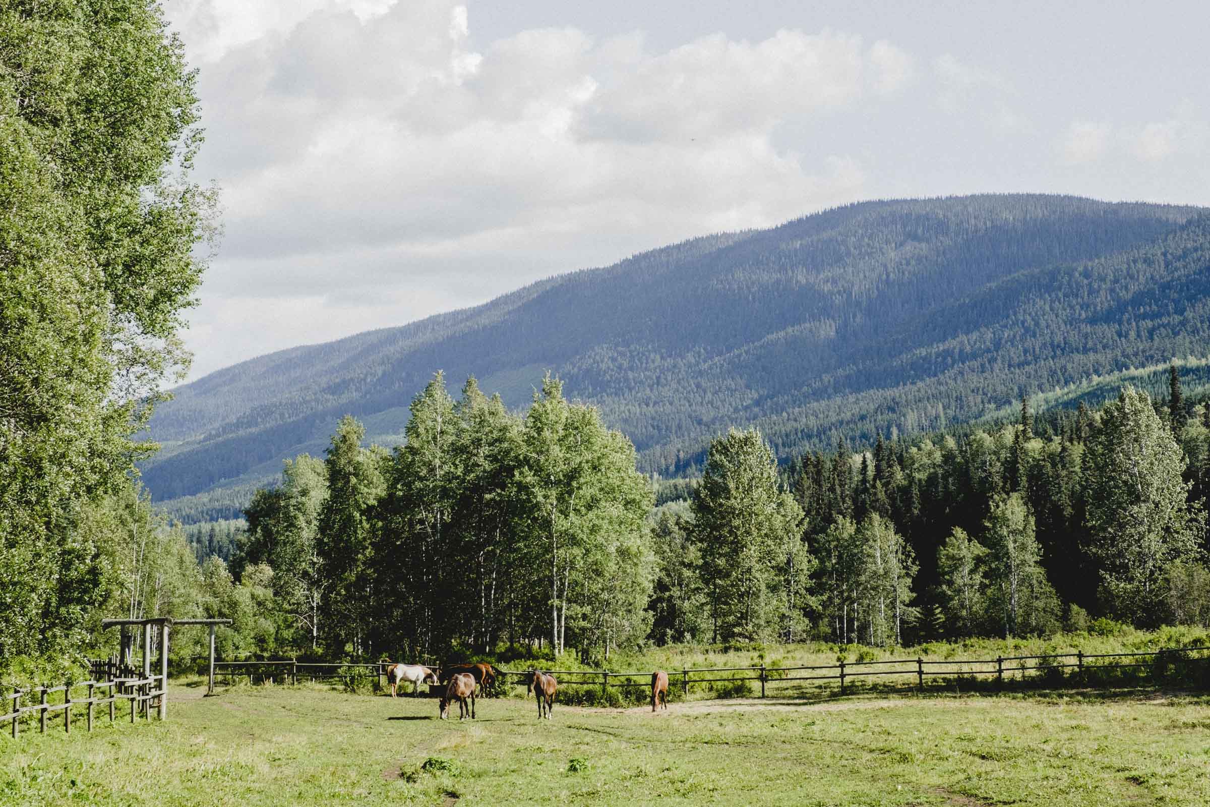 Bear Claw Lodge's picturesque horse paddock