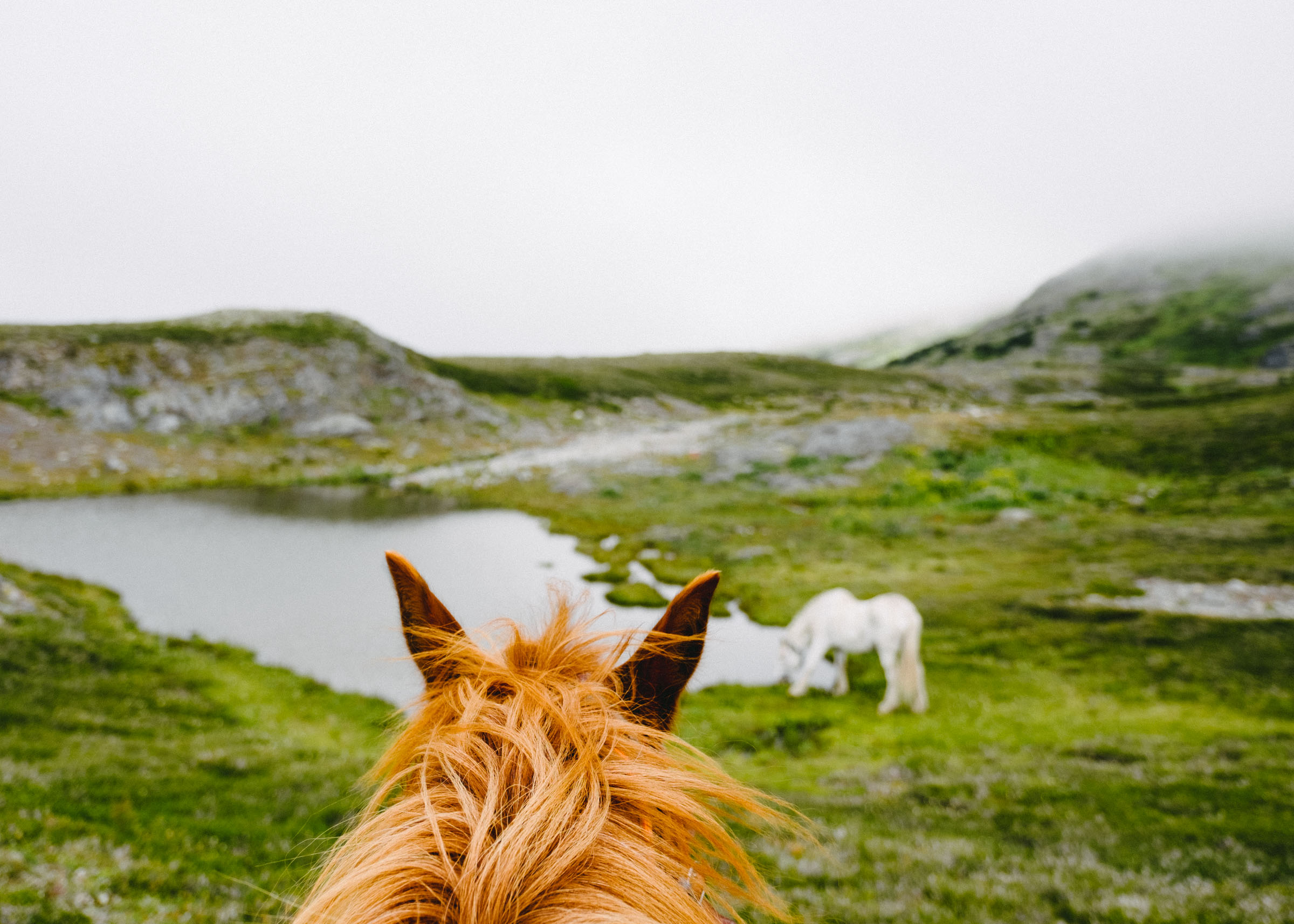 Guided horseback ride in the mountains of Northern British Columbia