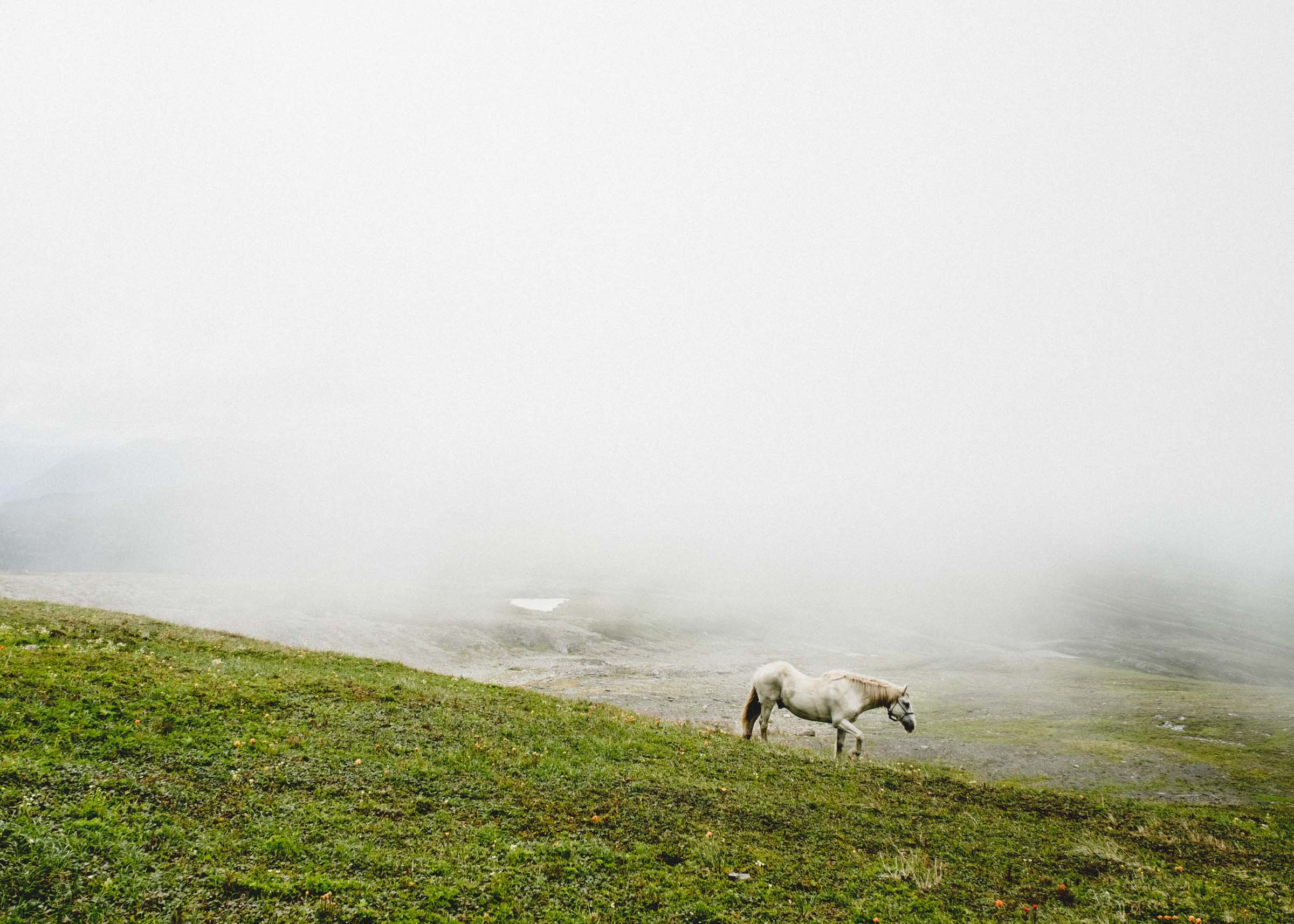 Horses in the fog