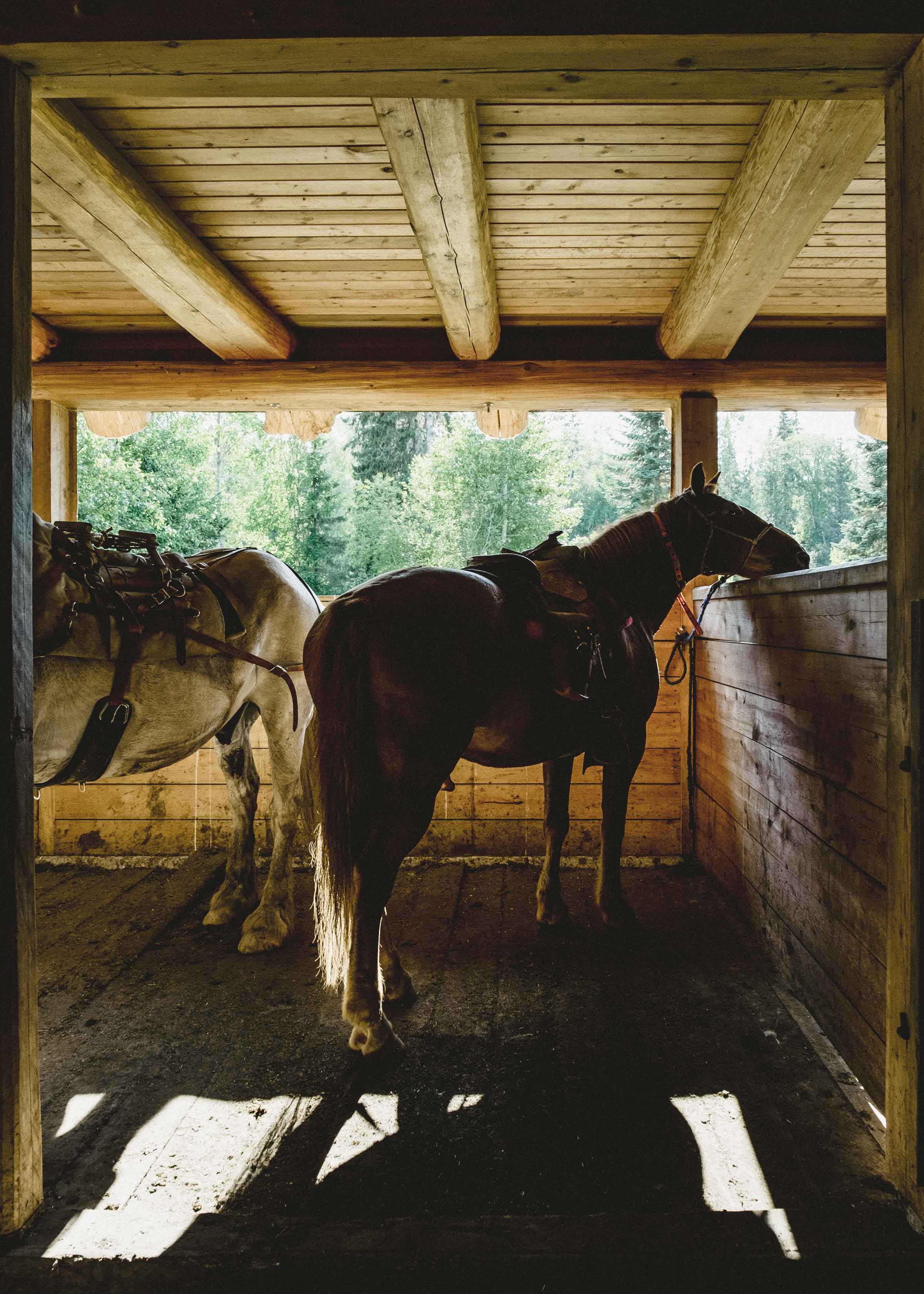 The horses are happy to be back at the stable of Bear Claw Lodge