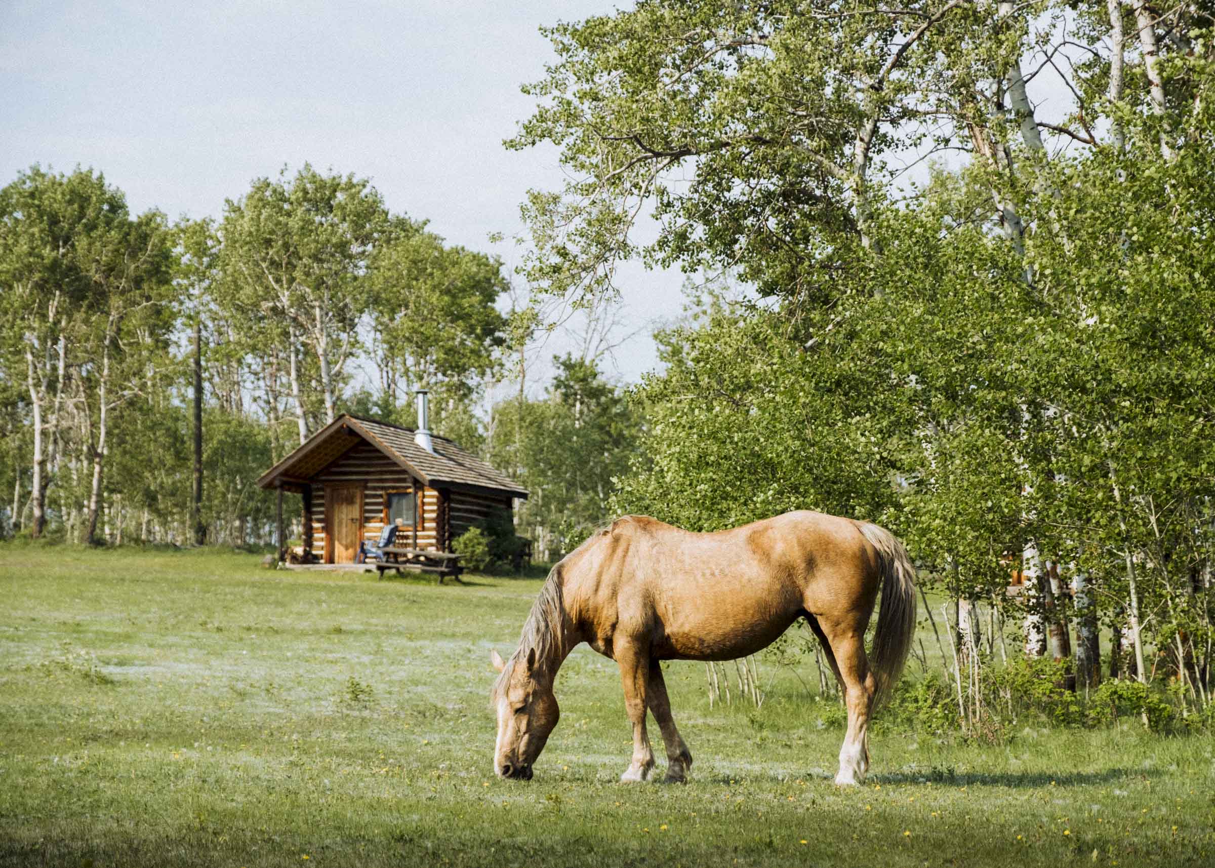 Horses grazing in the field in front of the cabins at Flying U Ranch
