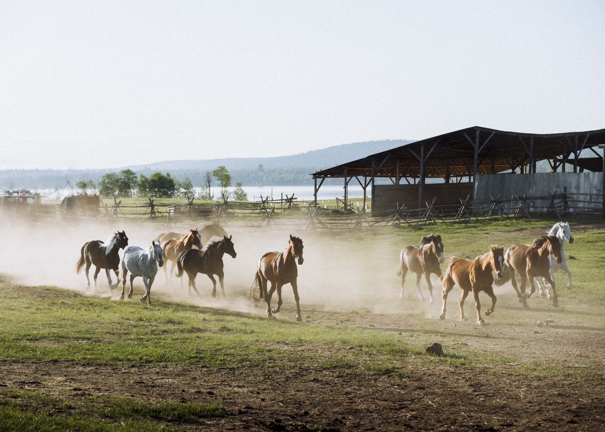 Rounding up the horses at the Flying U Ranch, BC