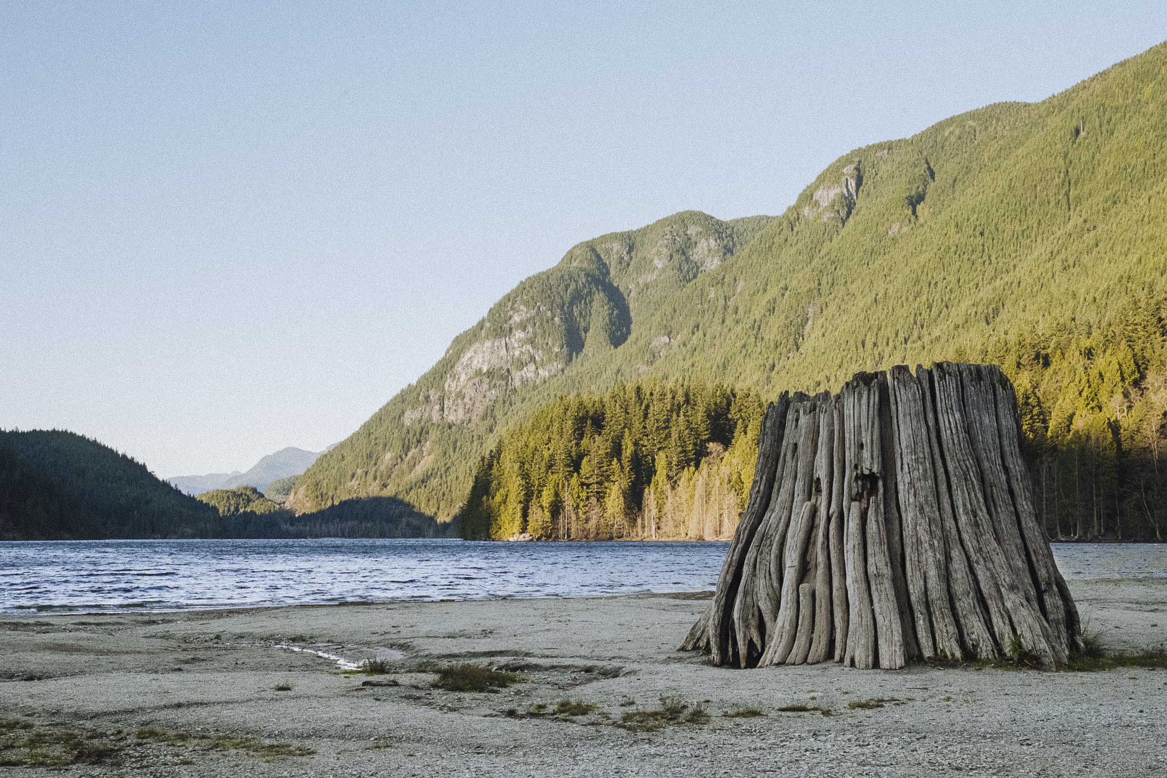 Big stumps at Buntzen Lake