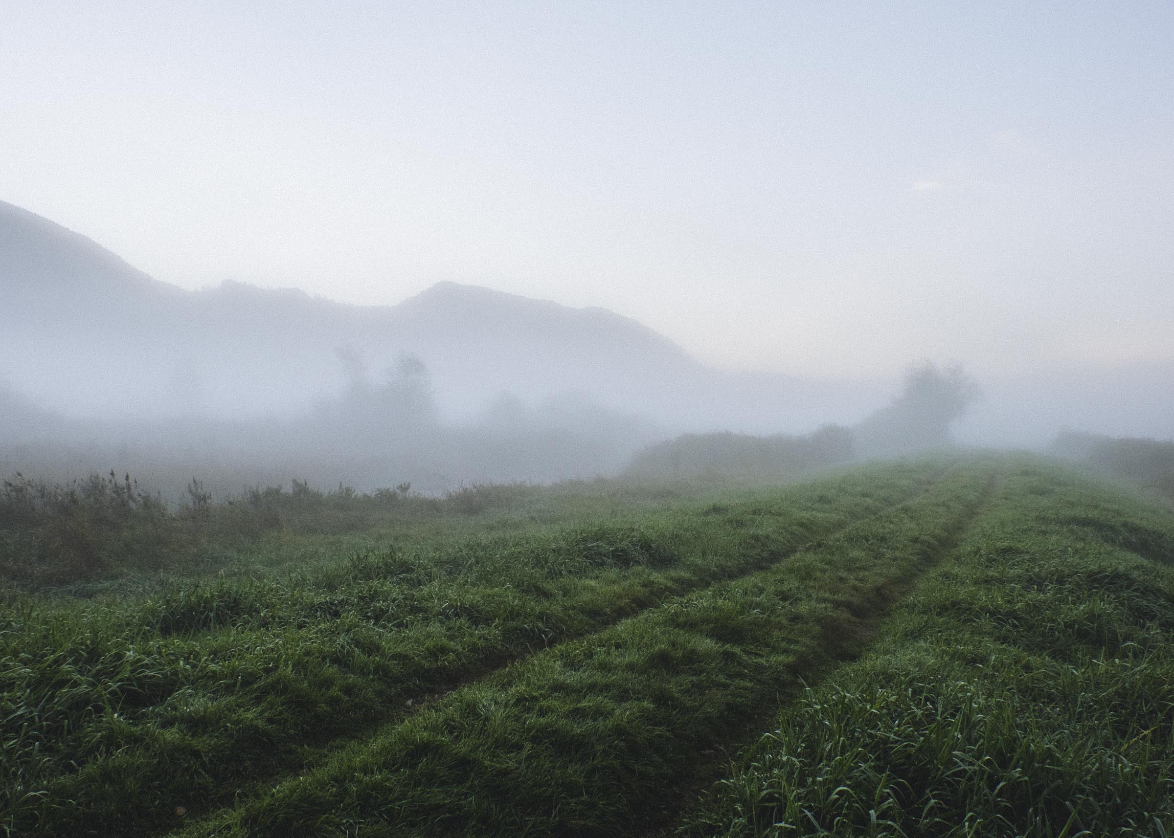 Morning mists in Pitt Meadows