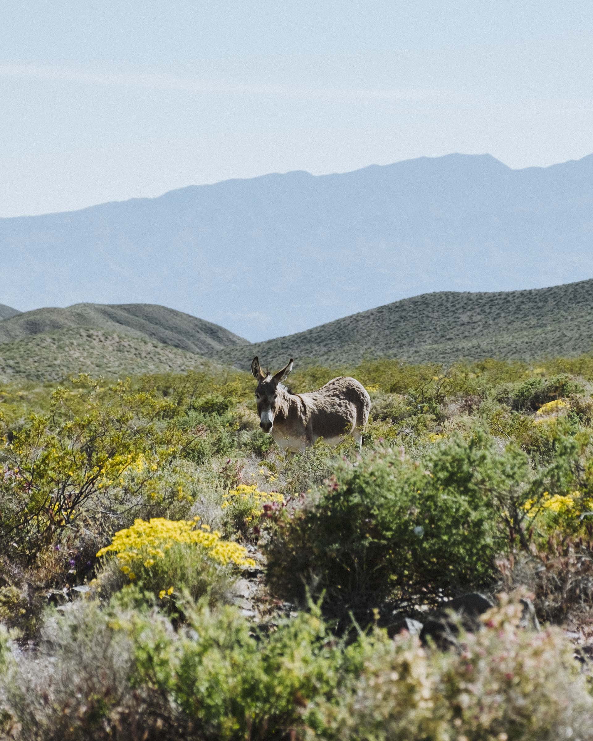 A wild donkey of Death Valley, California