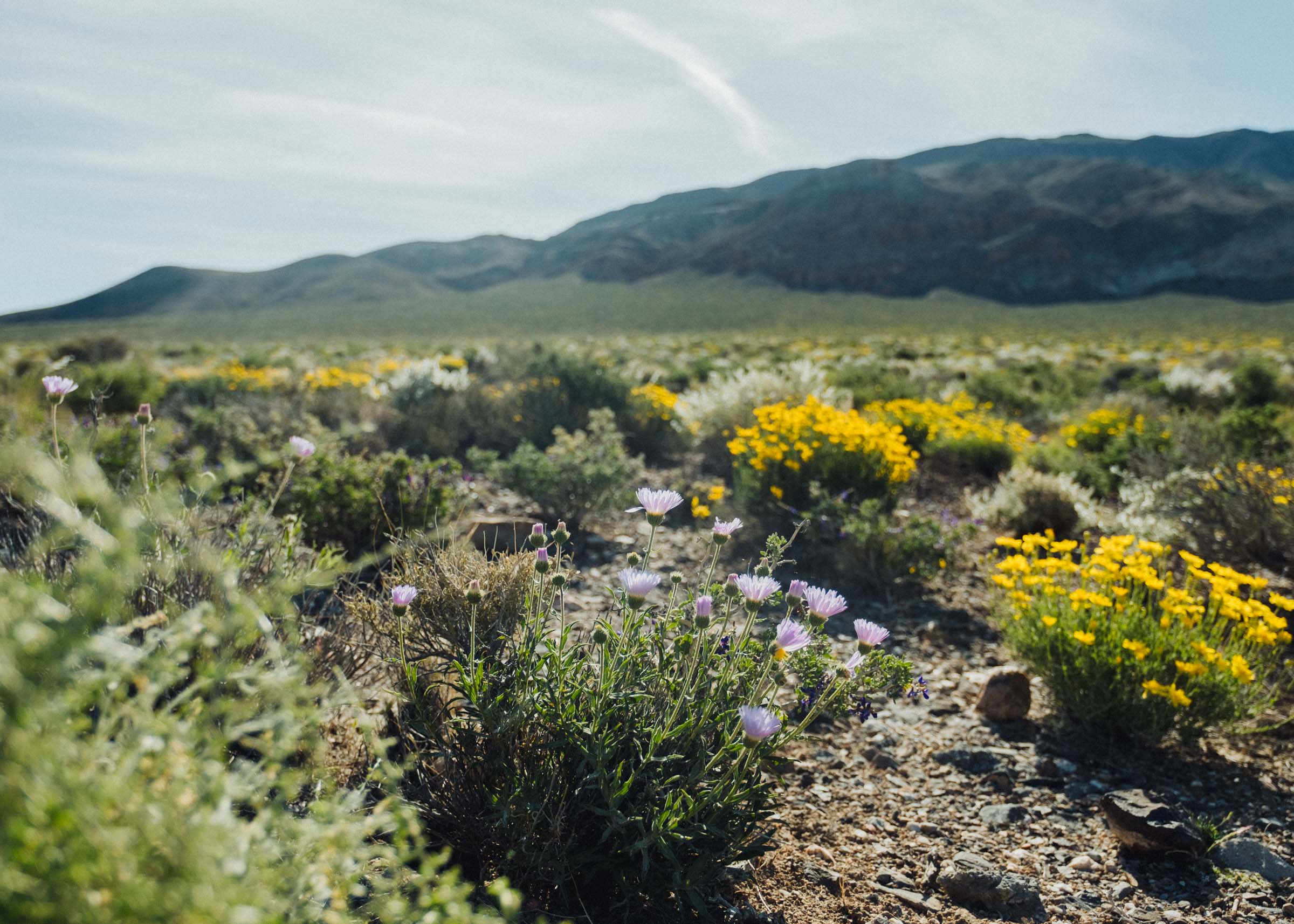 Flowers blooming in the desert of Death Valley