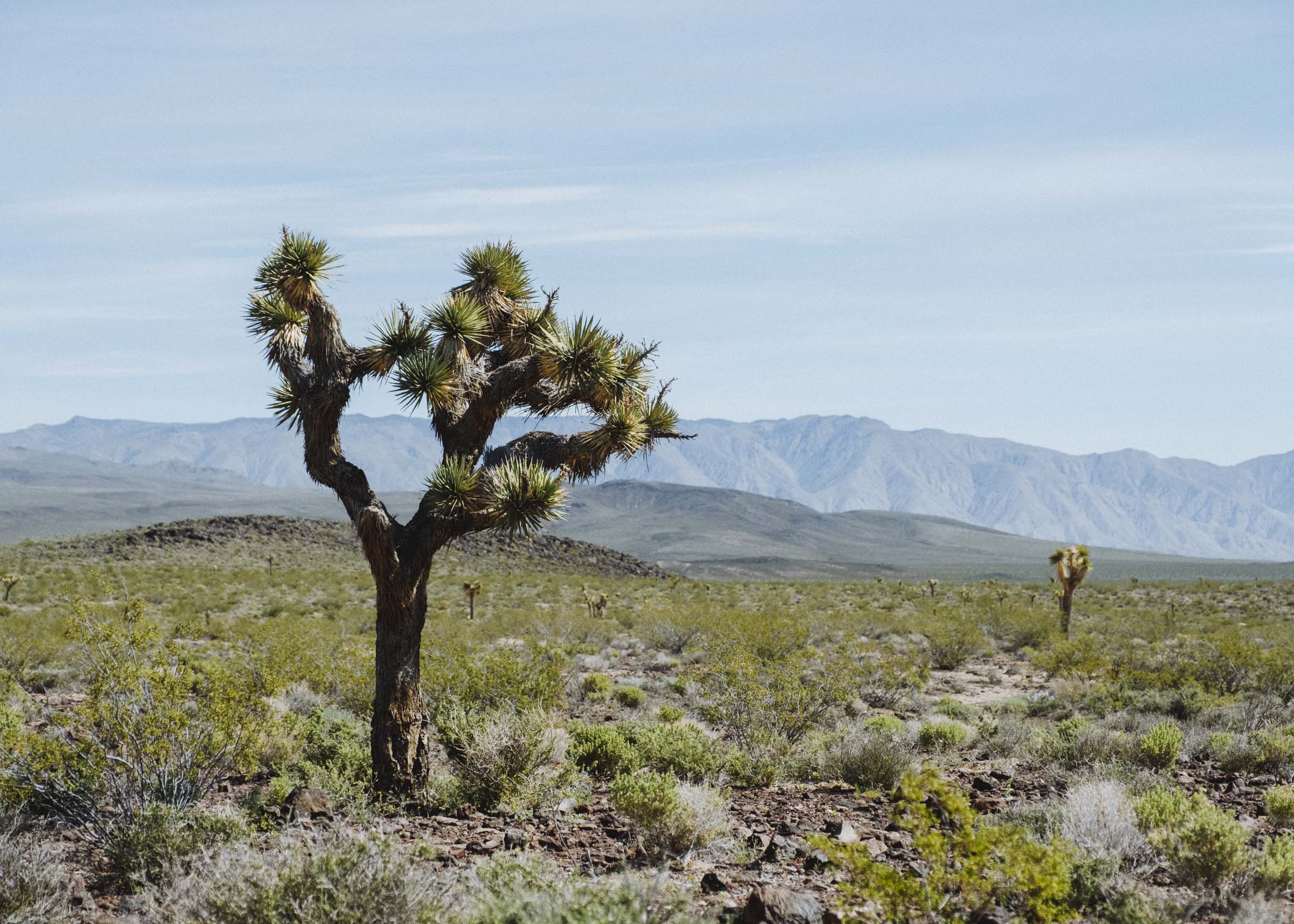Joshua Trees in the Panamint Mountains, Death Valley