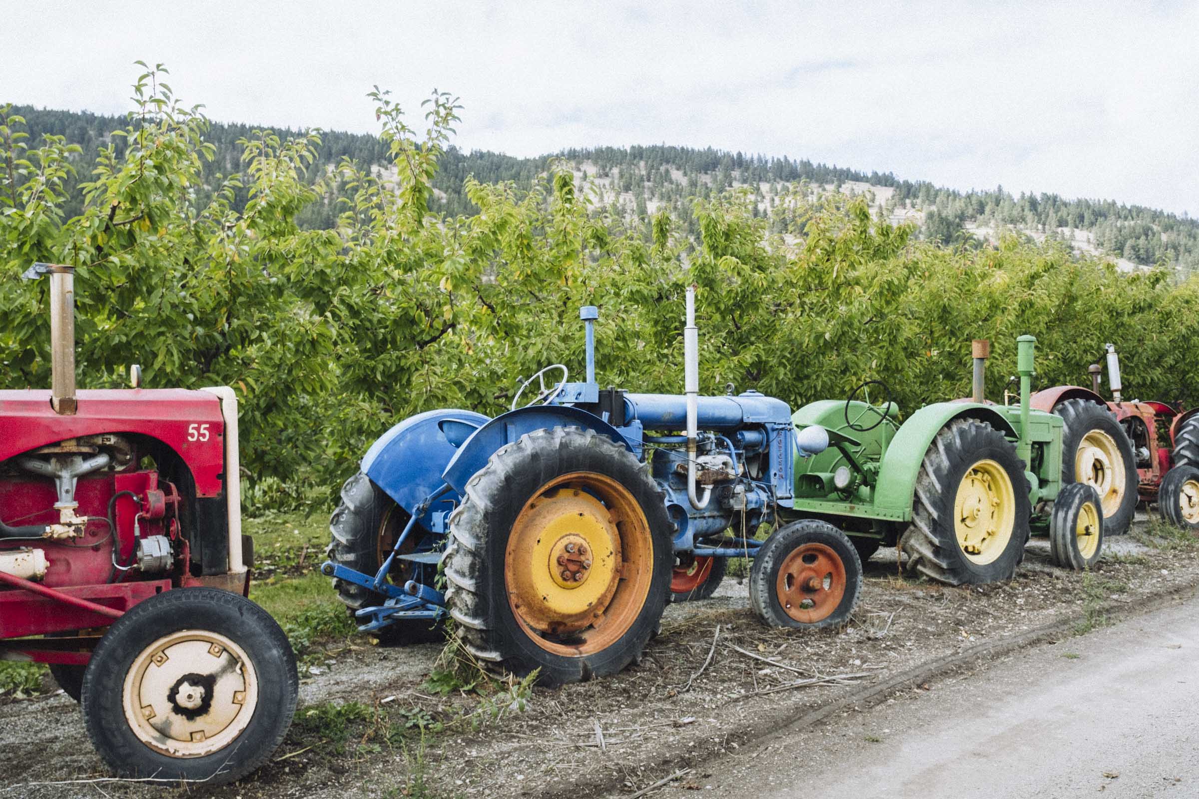 Colourful antique tractors at Gatzke Orchards