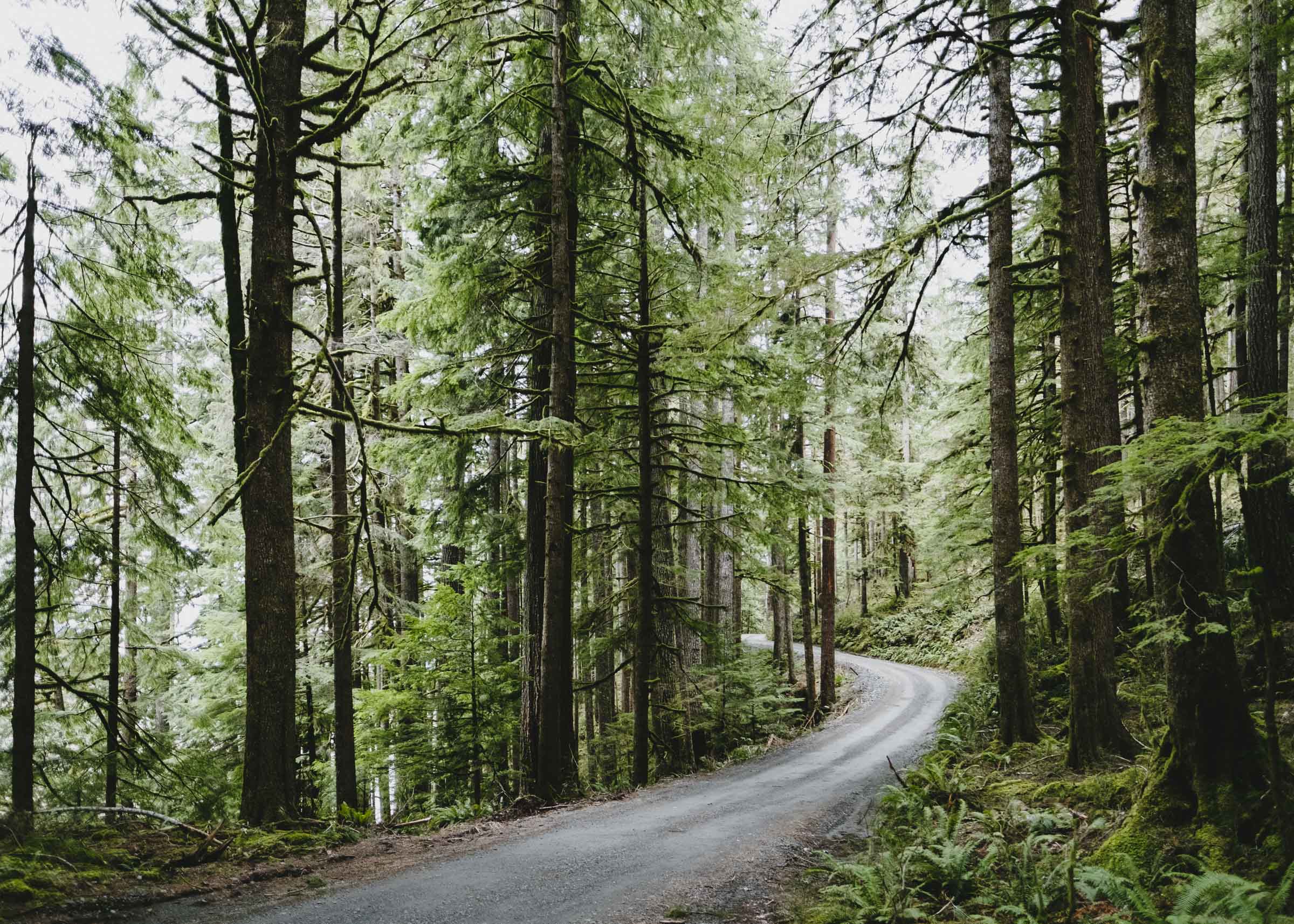 Roadtrips through the evergreen forests of Washington state