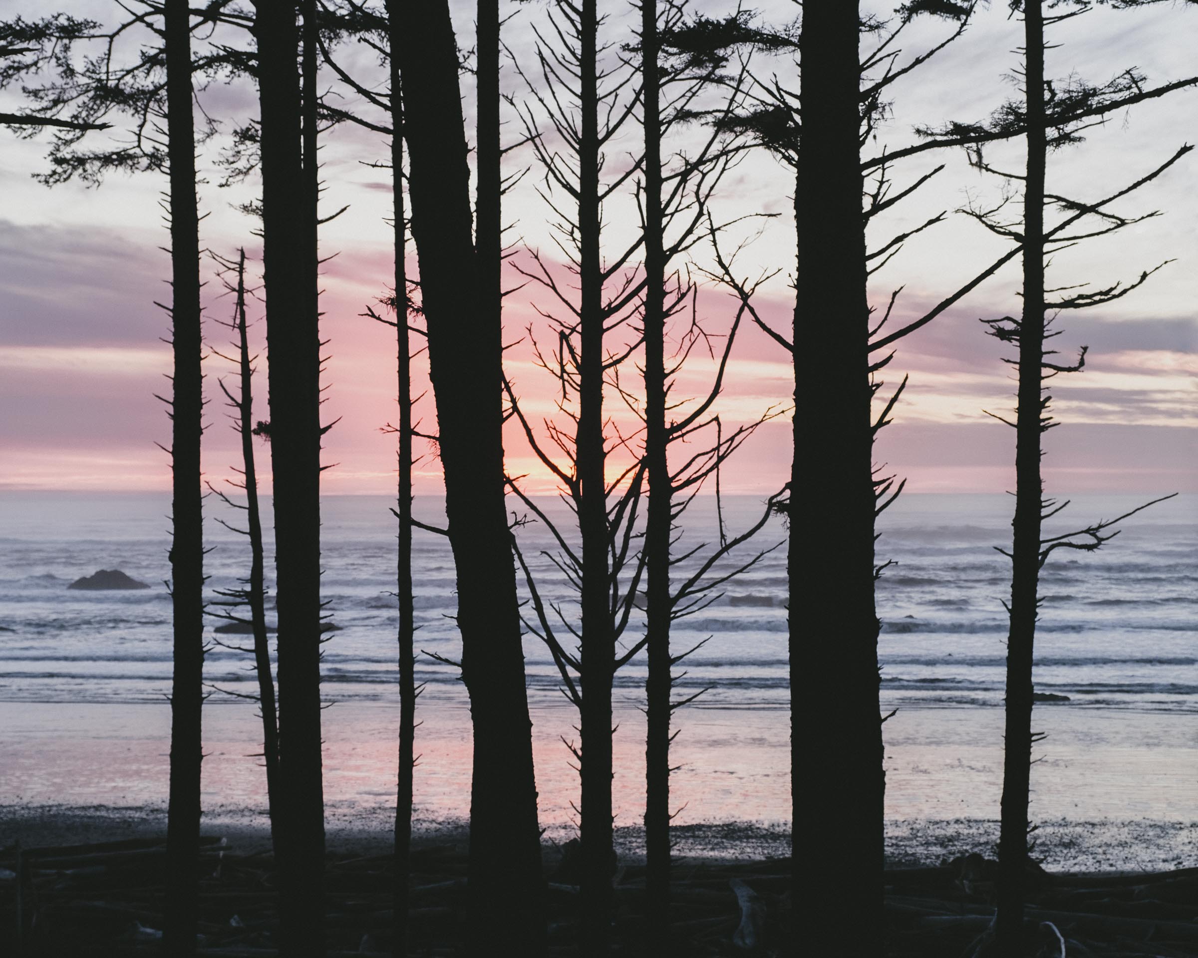 Watching the sunset over the Pacific Ocean through the trees