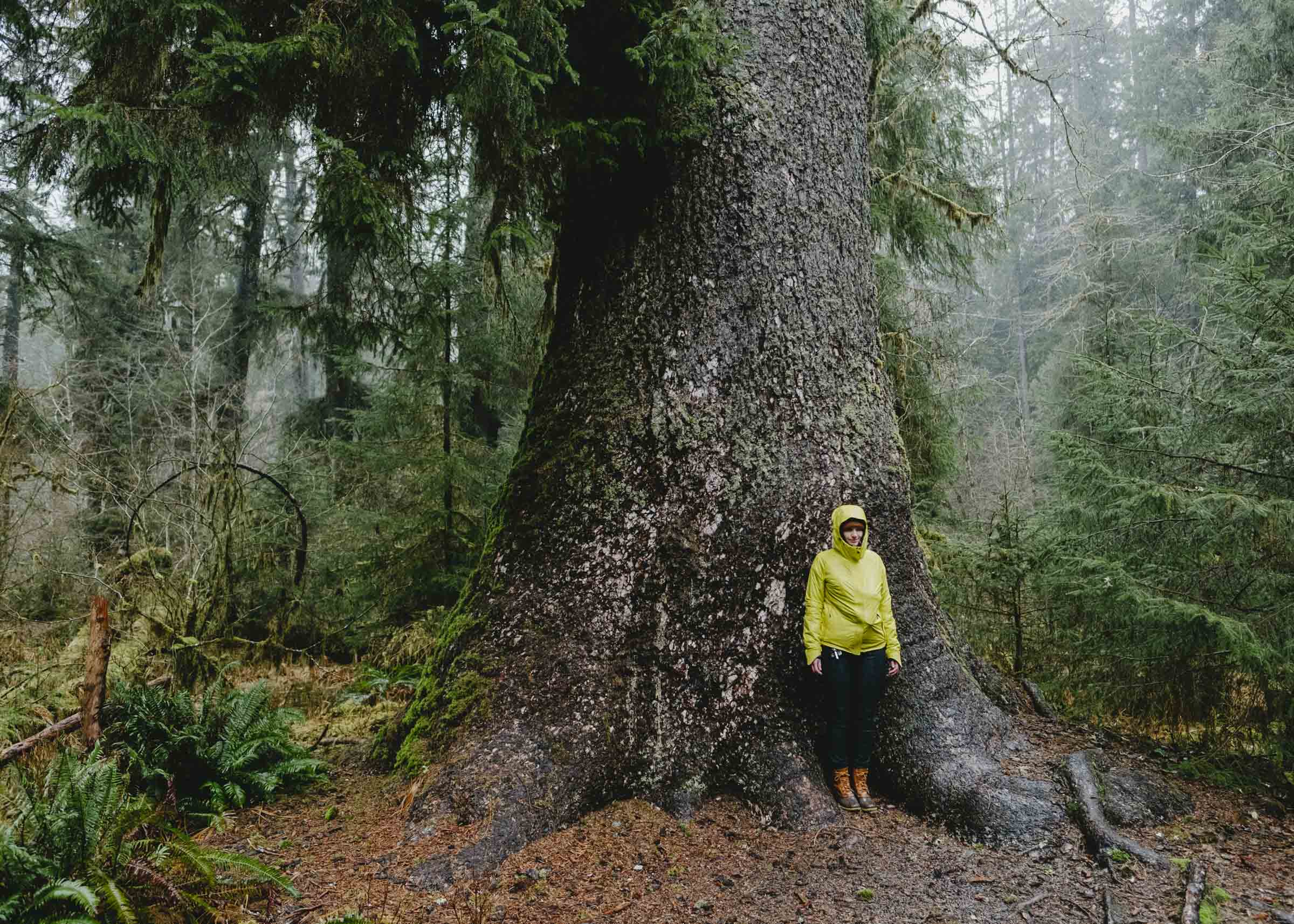 Big trees on the west coast of Washington