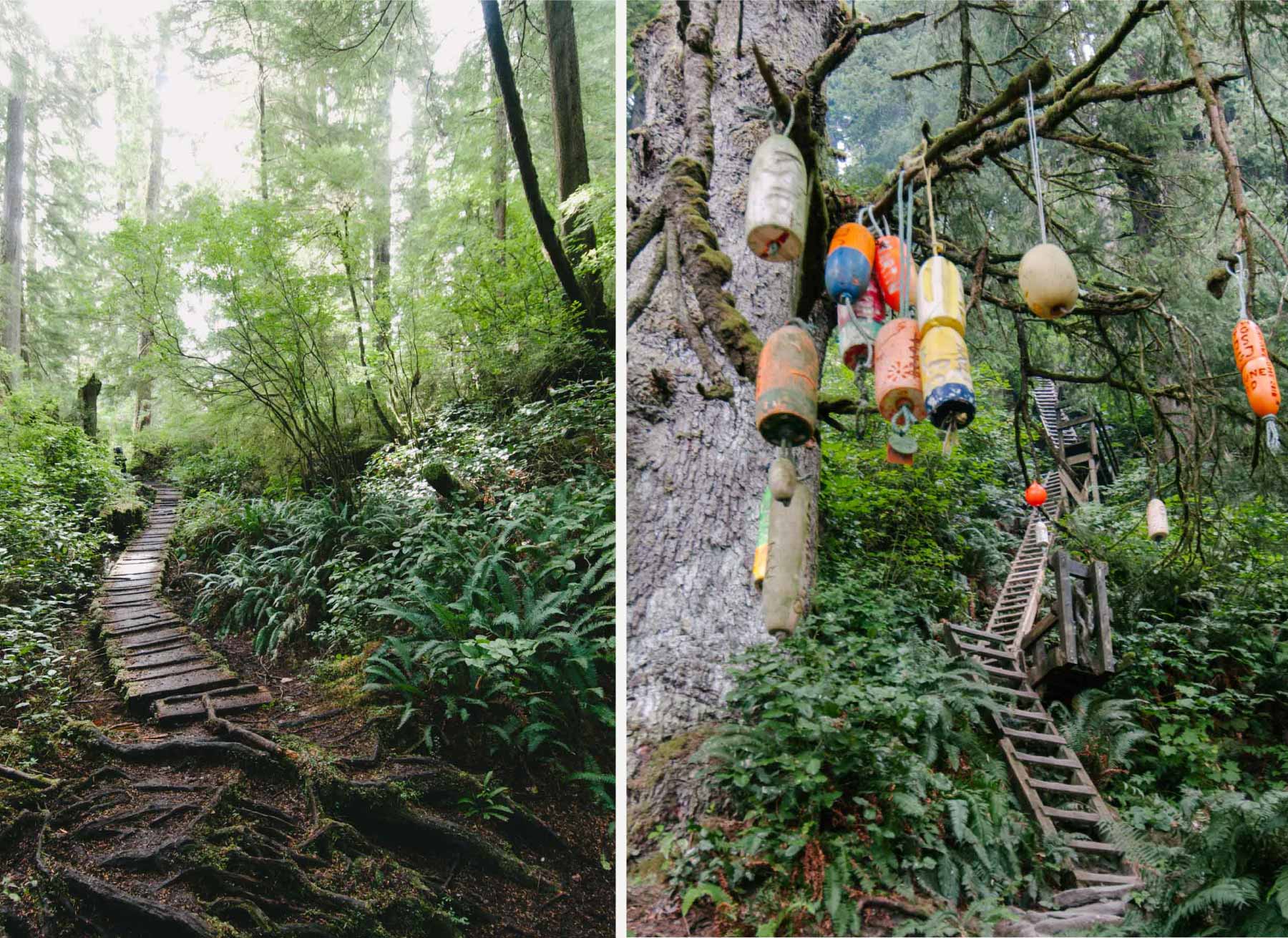 Boardwalks and ladders on the West Coast Trail
