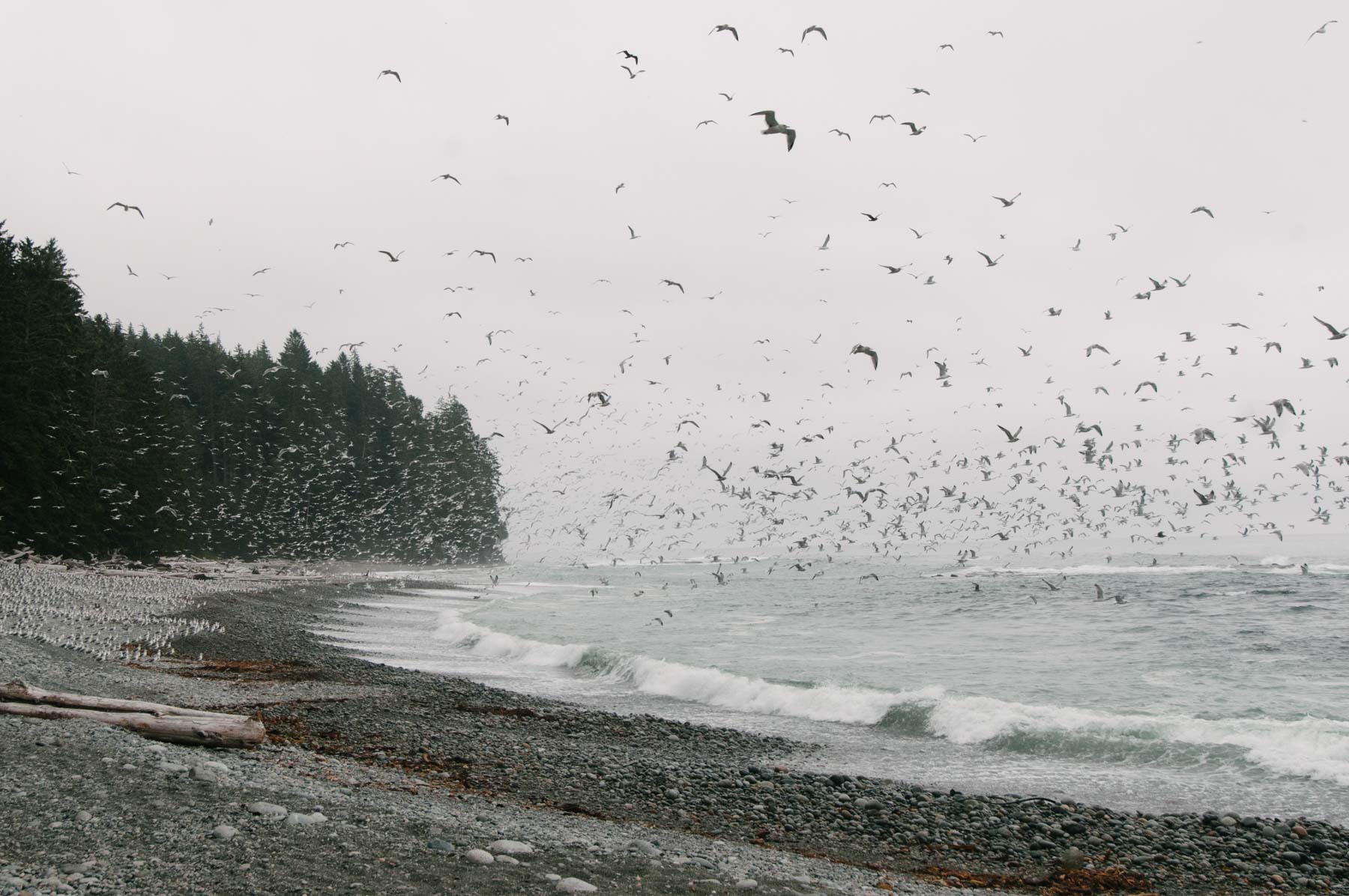 Thick clouds of seagulls rising from the rocky beaches of Vancouver Island