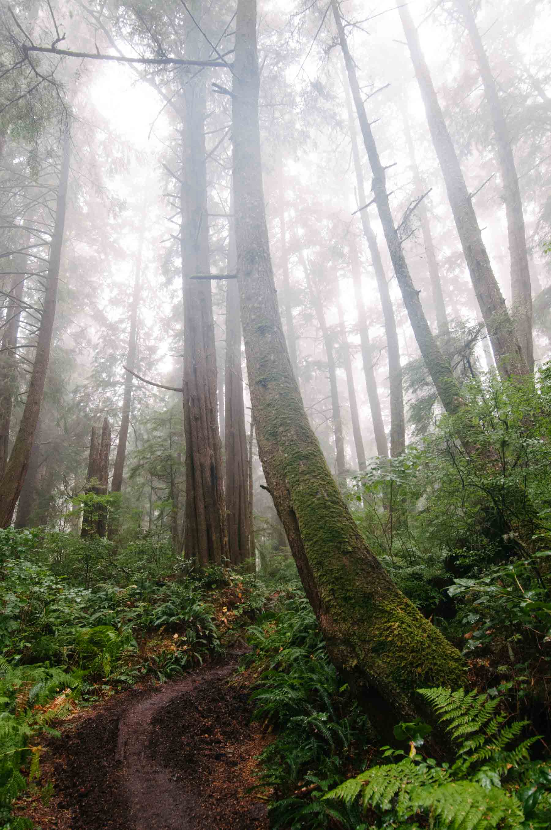 Hiking through the foggy forests of the West Coast Trail