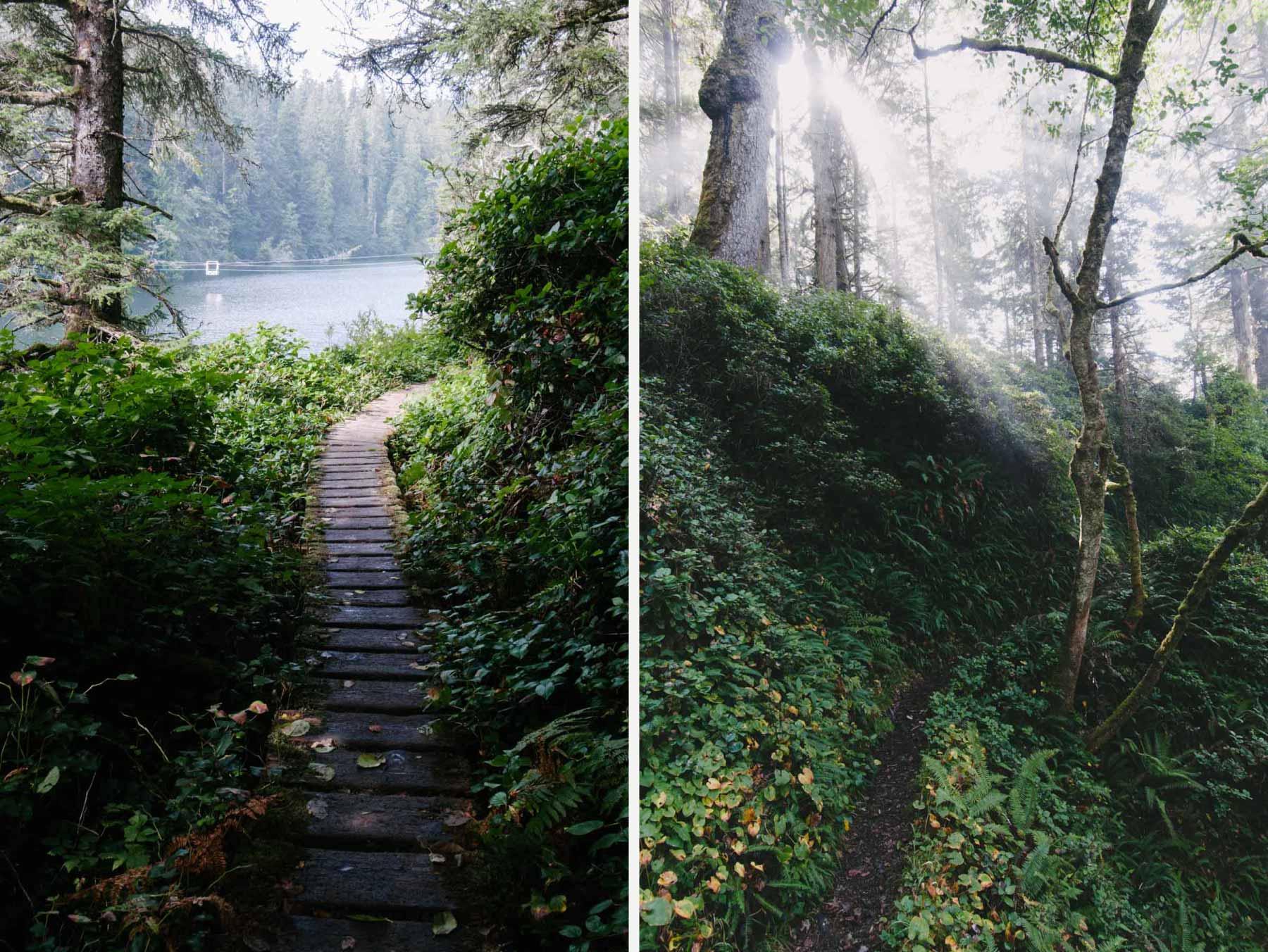 Hiking through the wet coastal forests of Vancouver Island